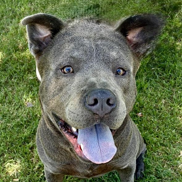 Enlarge Steele, a Adoptable mixed breed in Oklahoma City, OK image 1/6