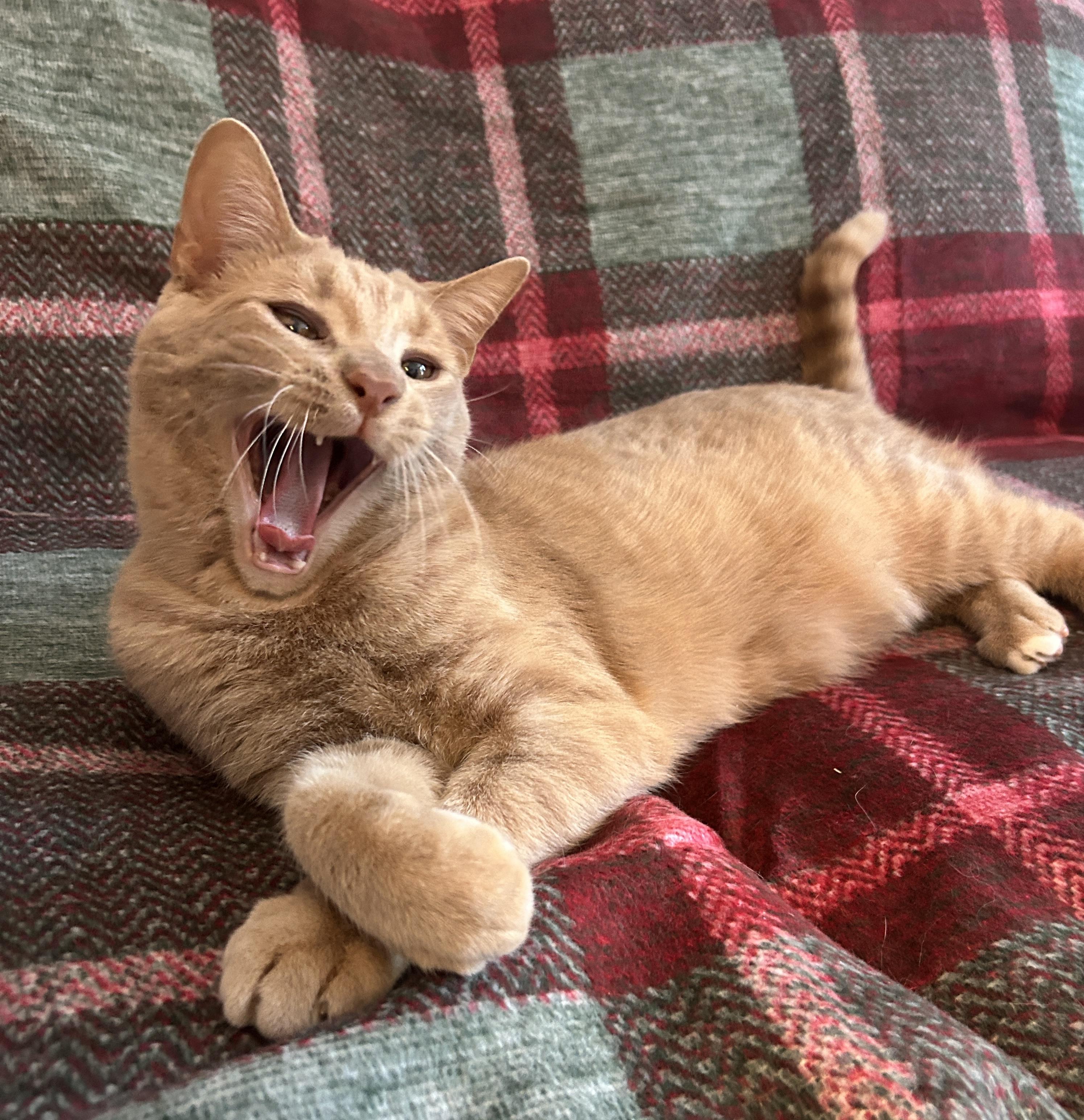 Enlarge PUNKIN, a Adoptable Domestic Short Hair in Tillsonburg, ON image 5/6