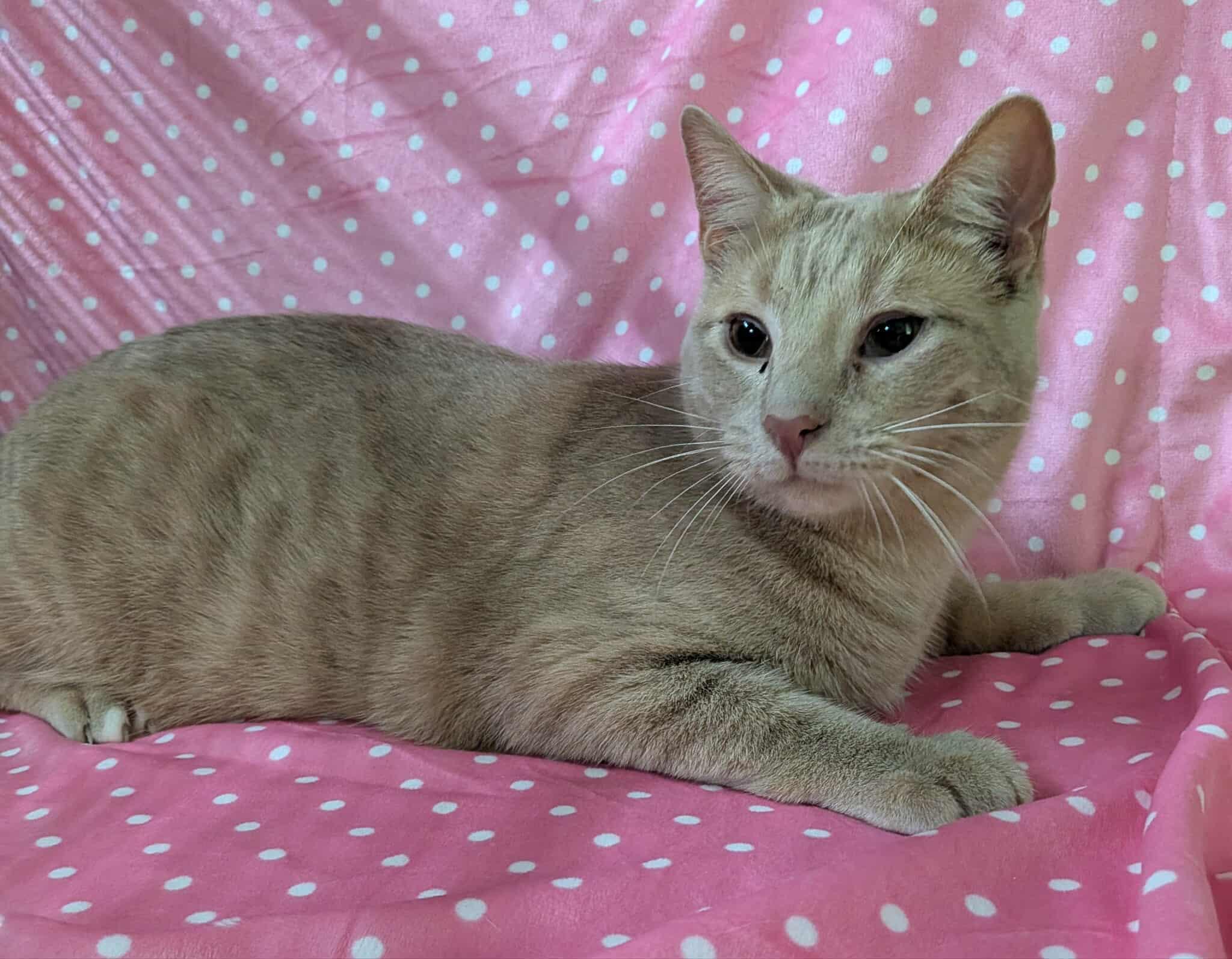 PUNKIN, a Adoptable Domestic Short Hair in Tillsonburg, ON image 1/3