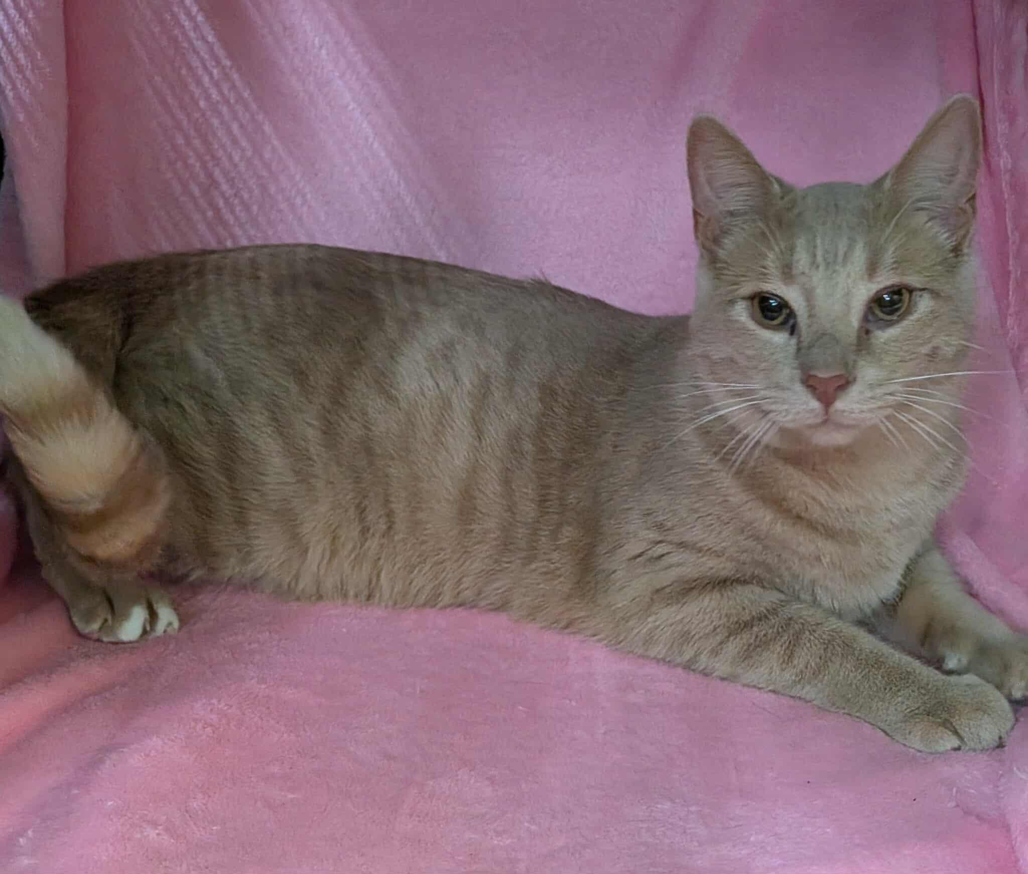 PUNKIN, a Adoptable Domestic Short Hair in Tillsonburg, ON image 2/3