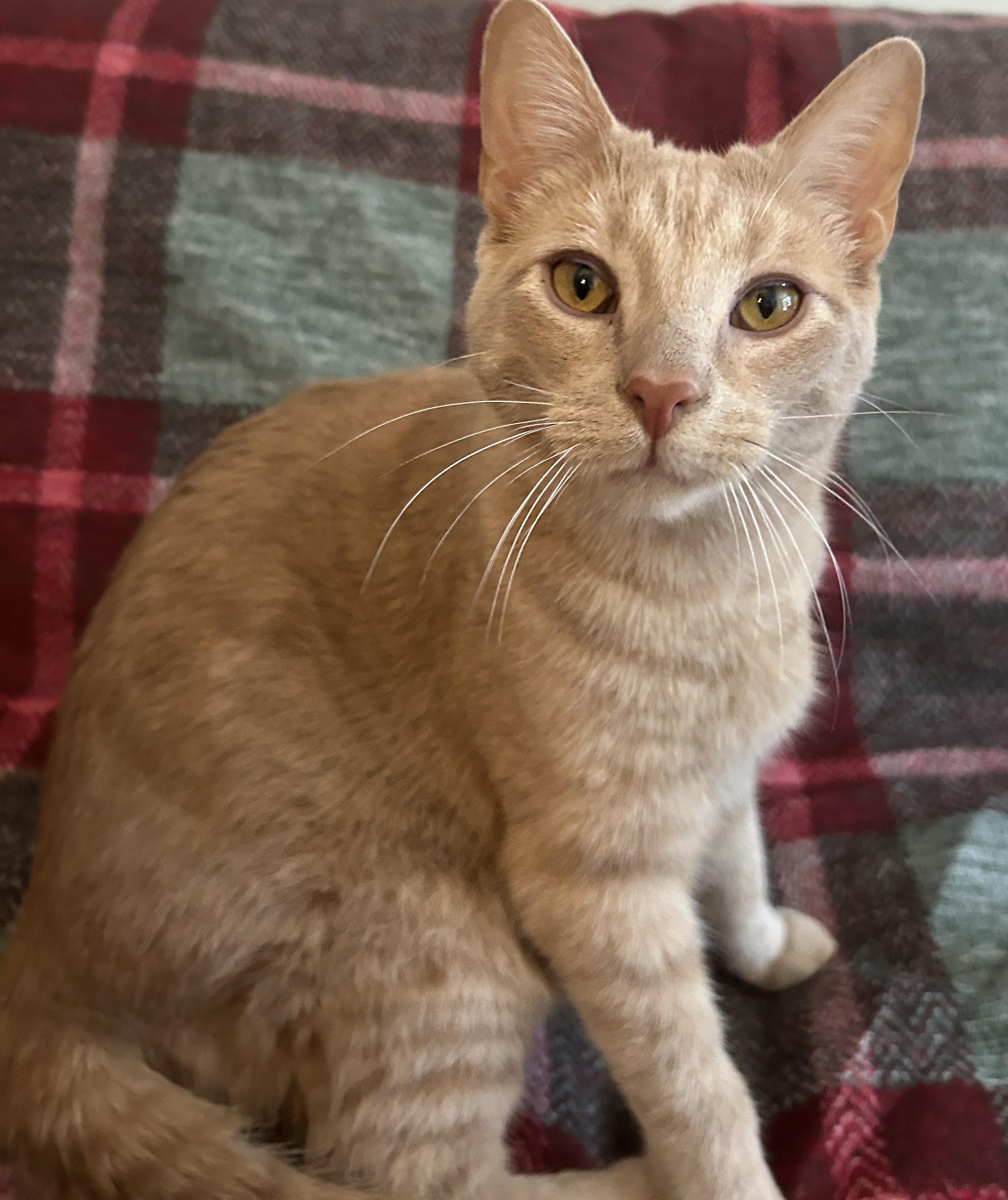 Enlarge PUNKIN, a Adoptable Domestic Short Hair in Tillsonburg, ON image 1/6
