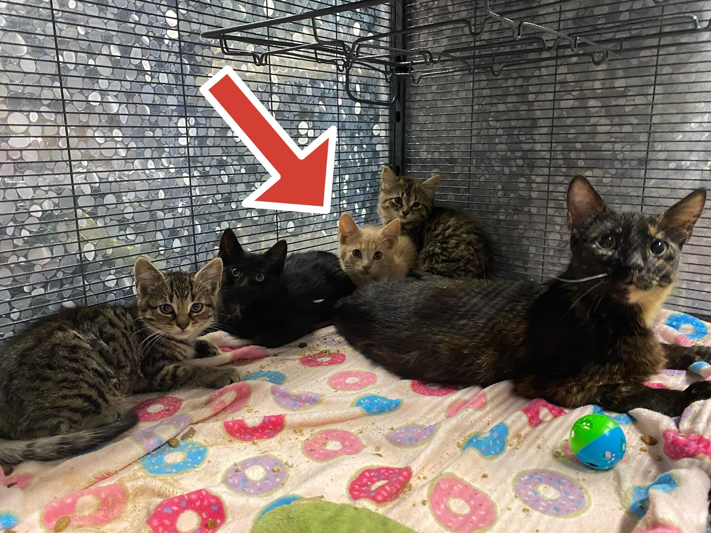 PUNKIN, Adoptable, Young Male Domestic Short Hair.