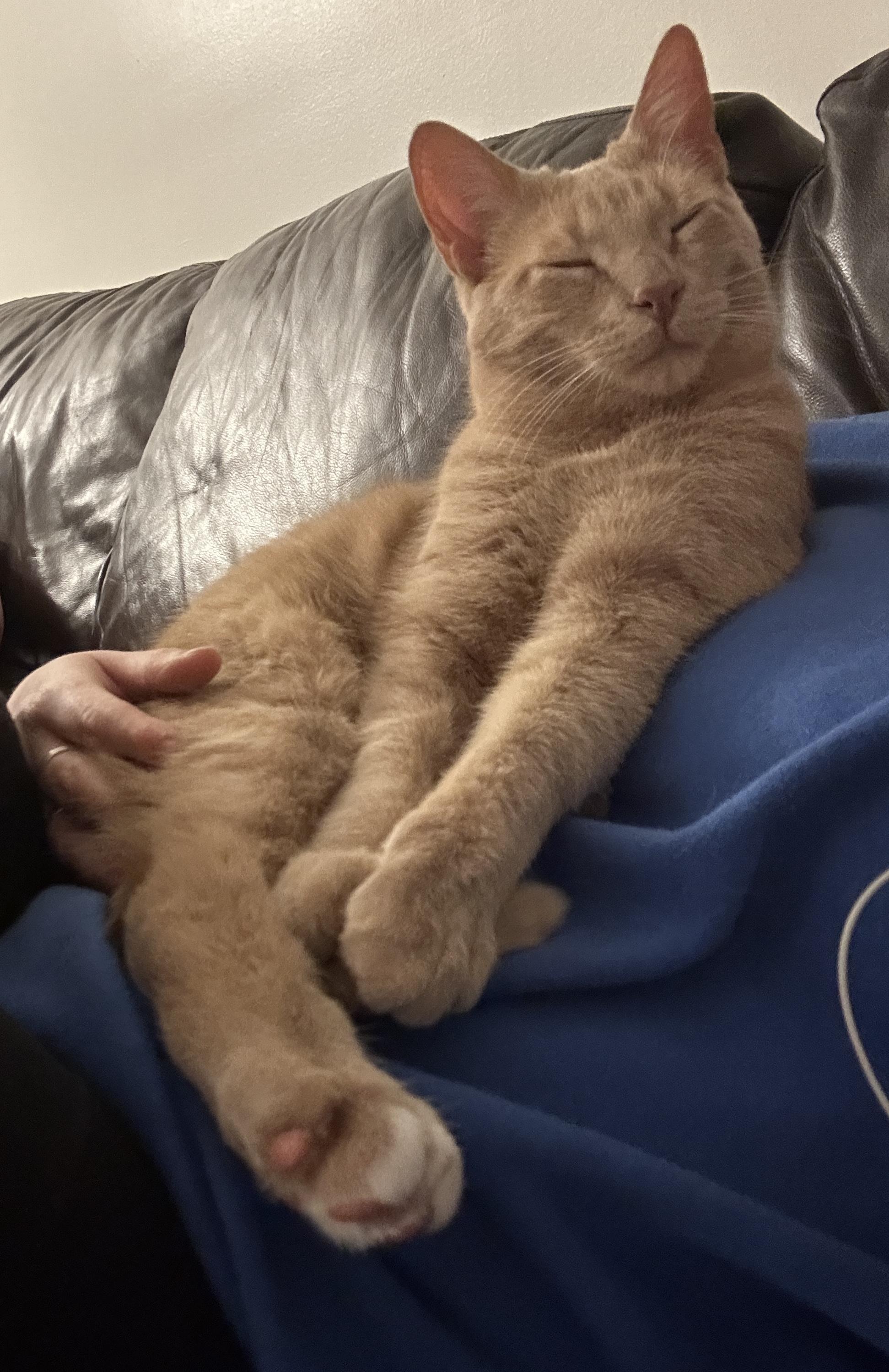 Enlarge PUNKIN, a Adoptable Domestic Short Hair in Tillsonburg, ON image 4/6