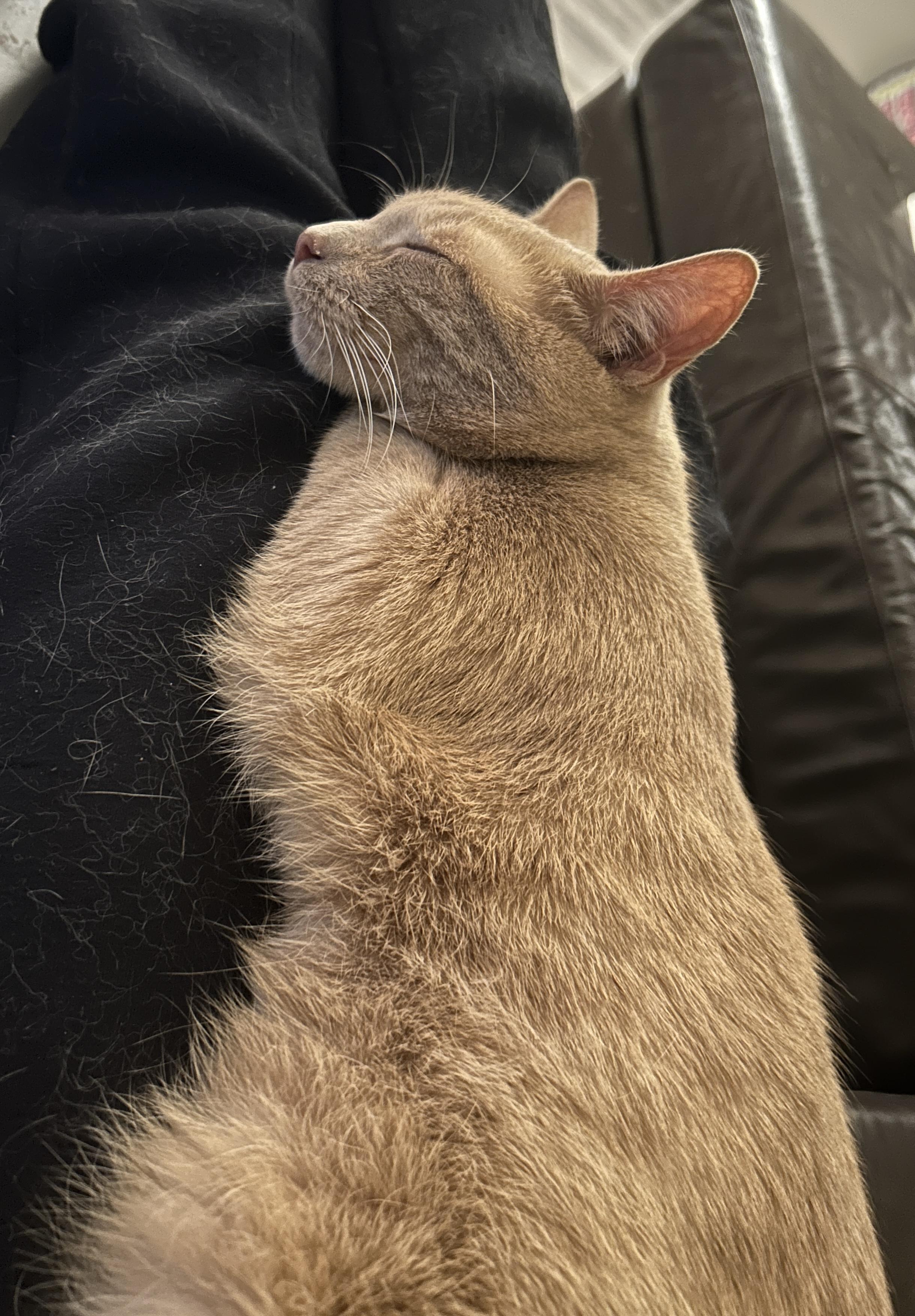 Enlarge PUNKIN, a Adoptable Domestic Short Hair in Tillsonburg, ON image 6/6