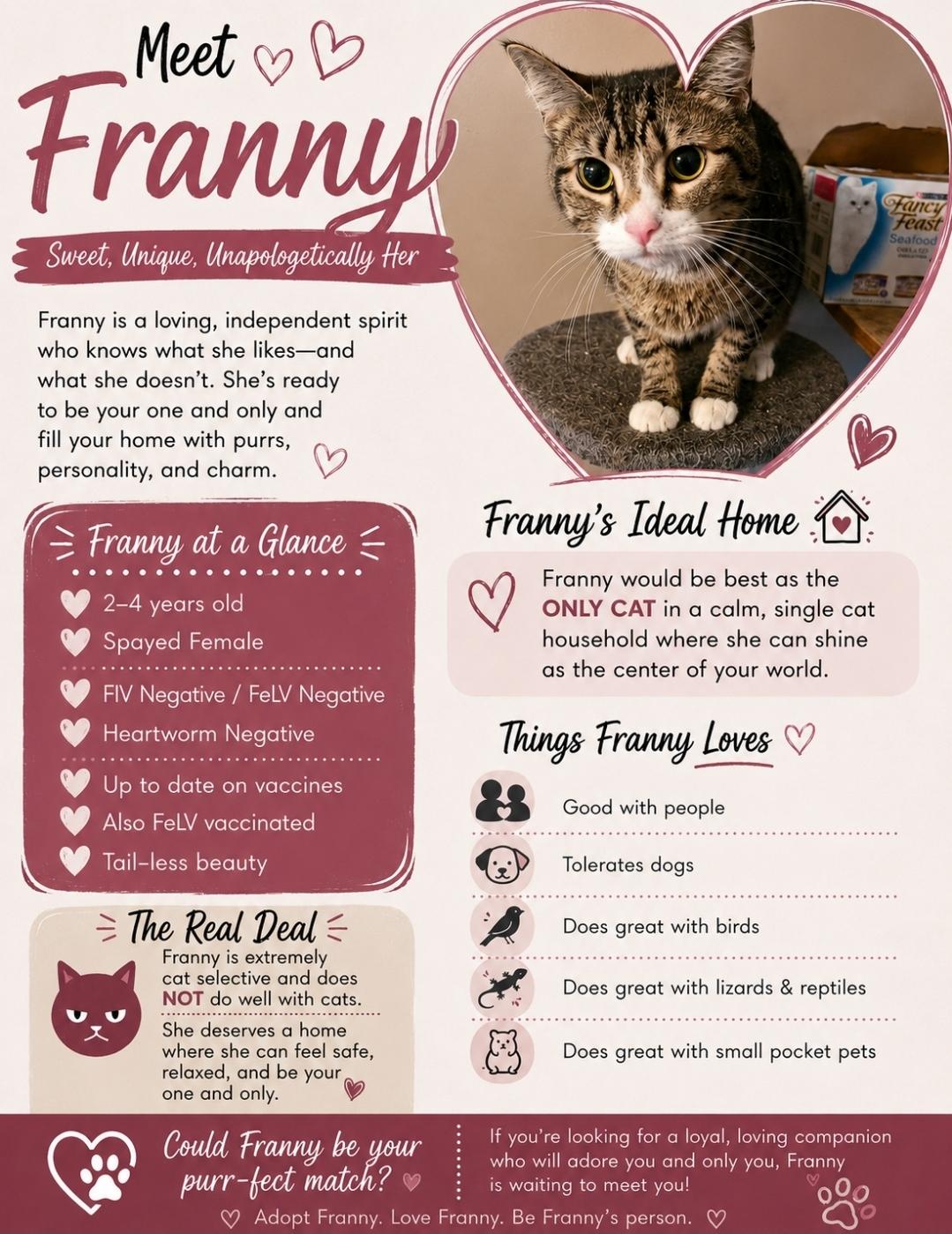 Enlarge Franny, a ADOPTABLE American Bobtail in Central City, KY image 1/1