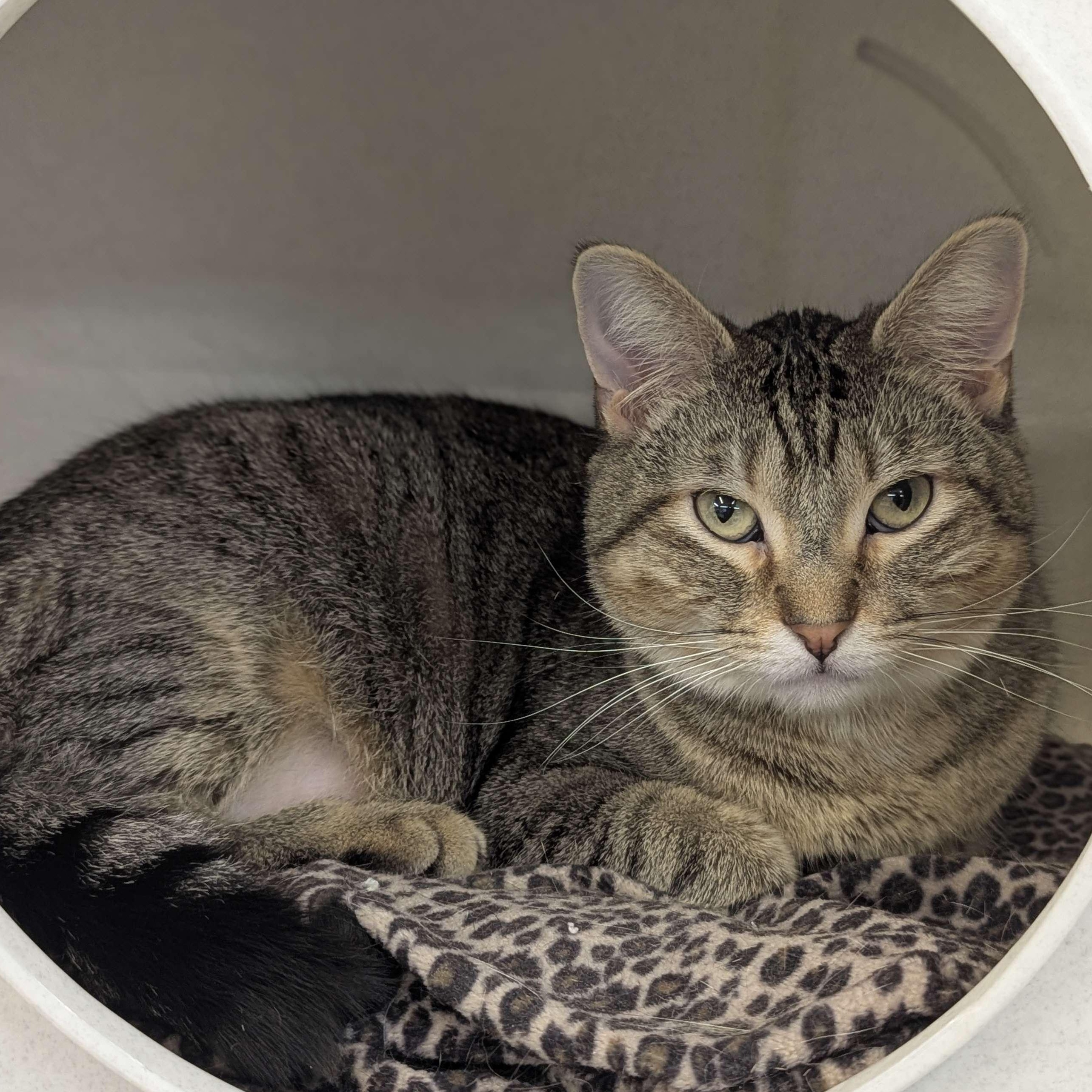 Amber - The Executive