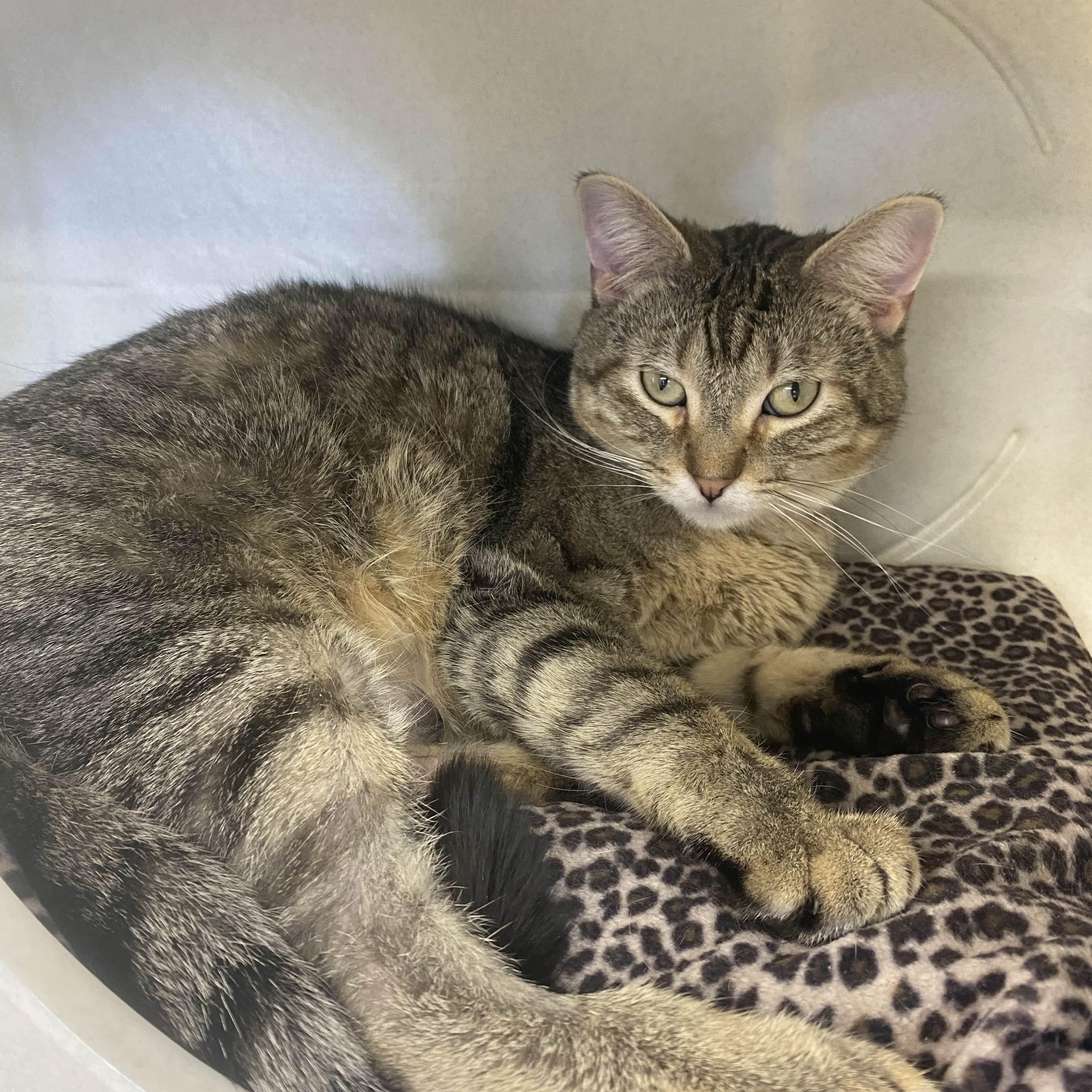 Amber - The Executive