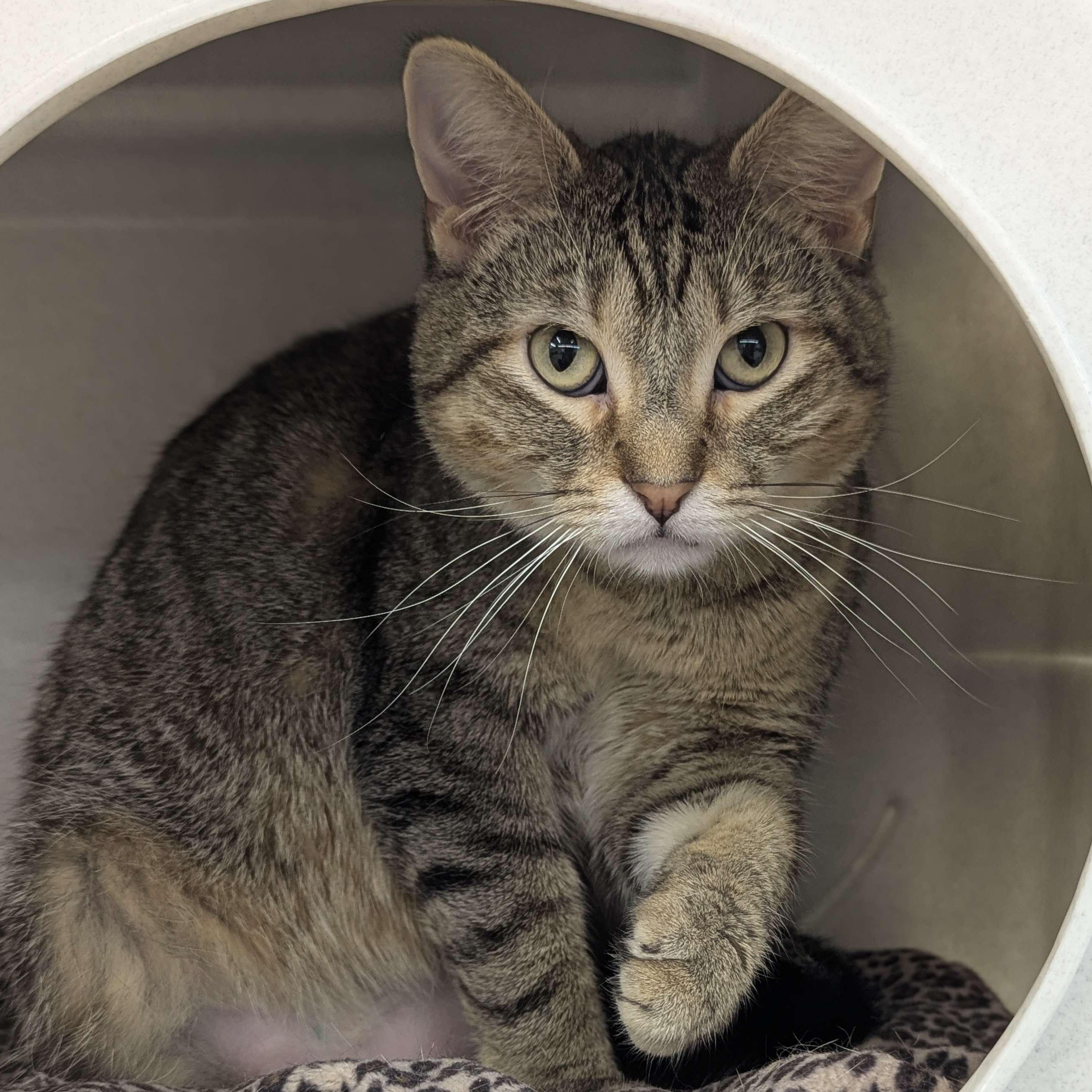 Amber - The Executive