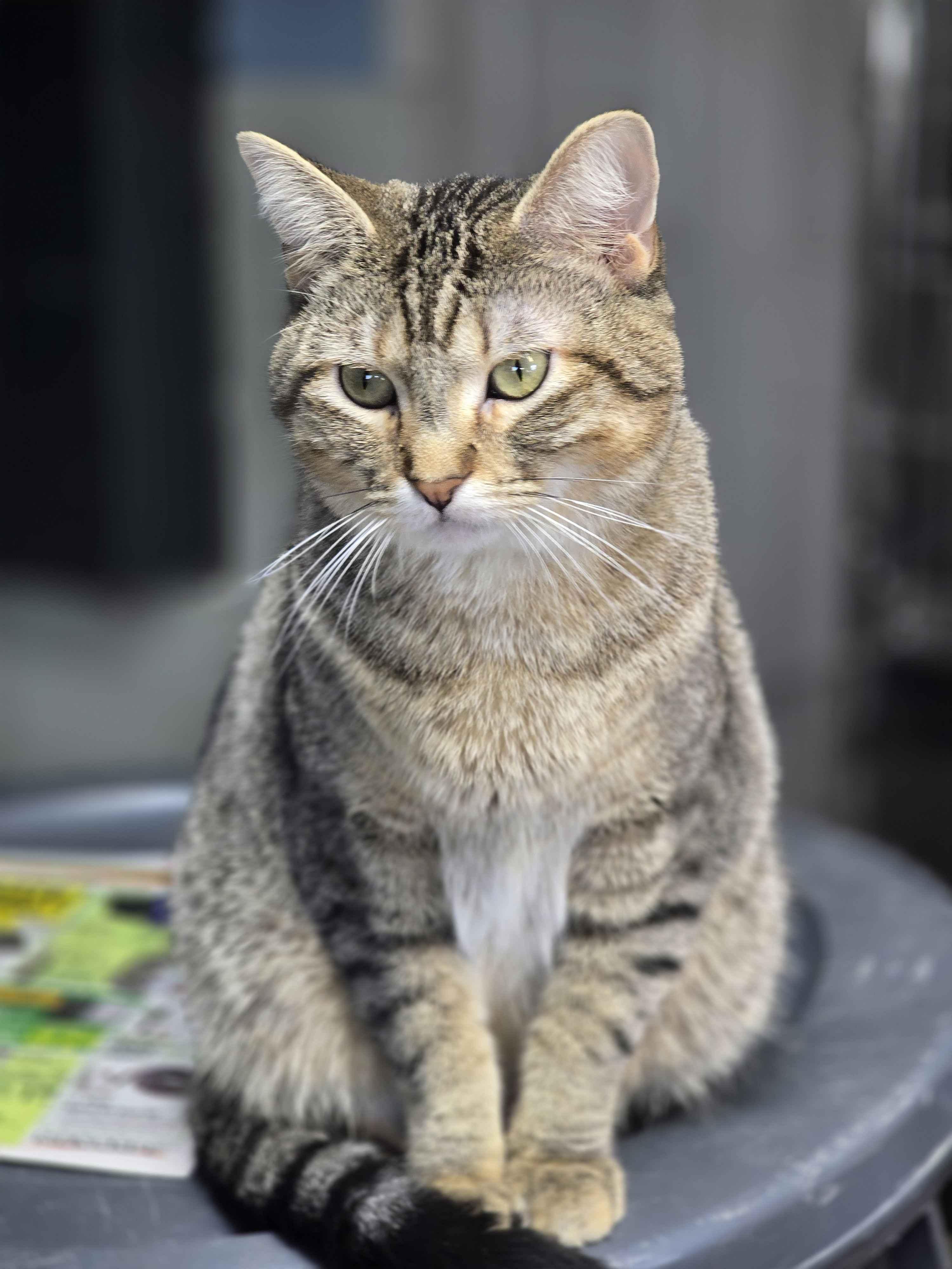 Amber - The Executive