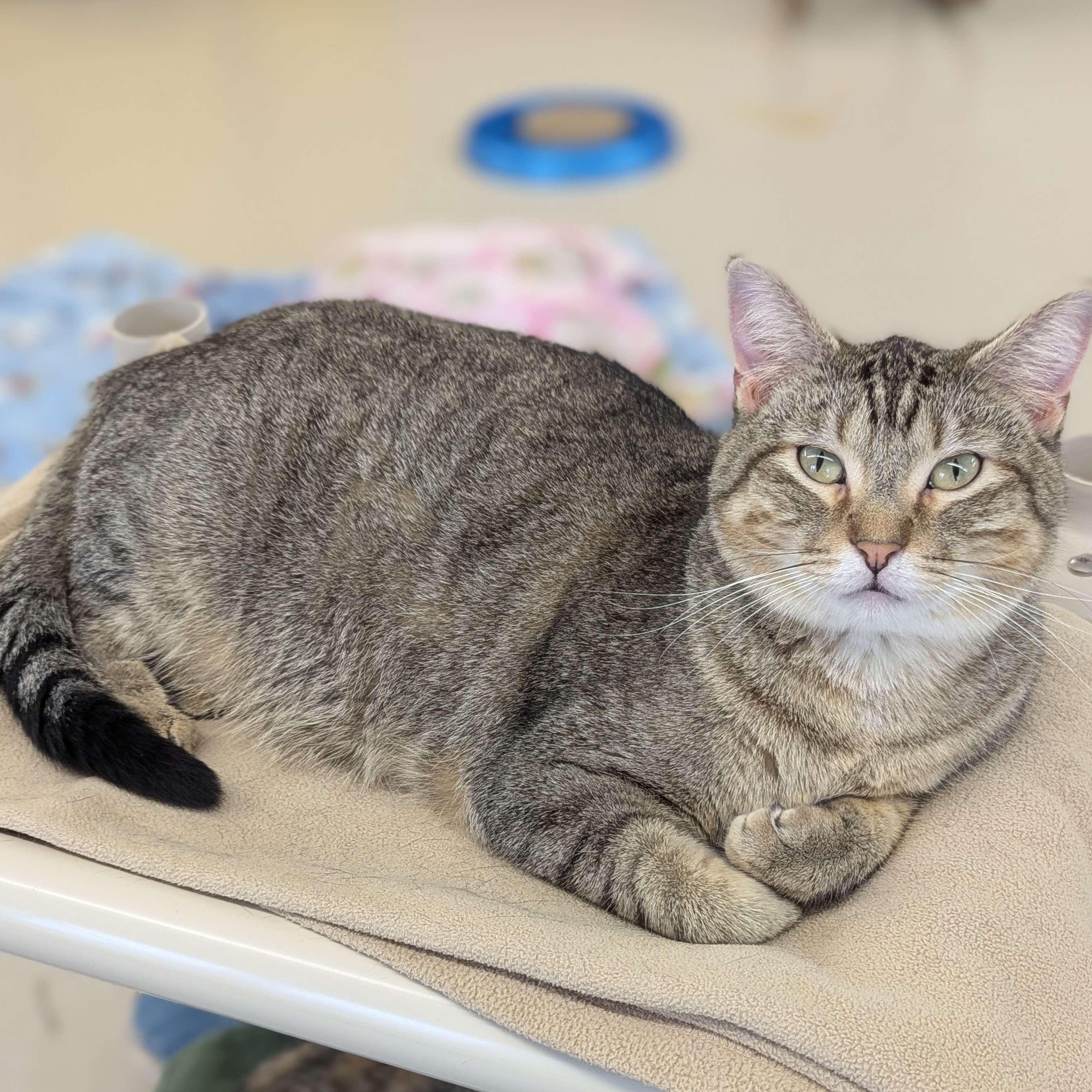 Amber - The Executive