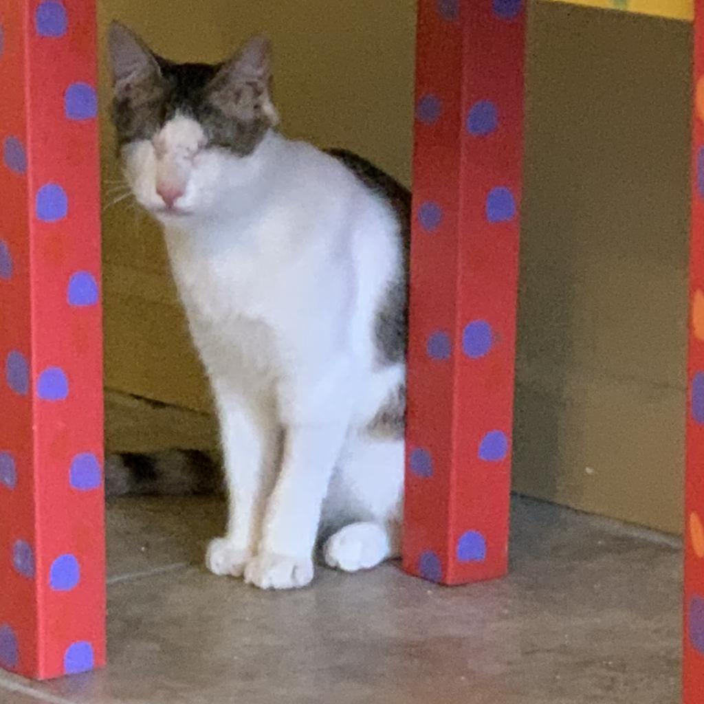 Draco, Adoptable, Adult Male Domestic Short Hair.