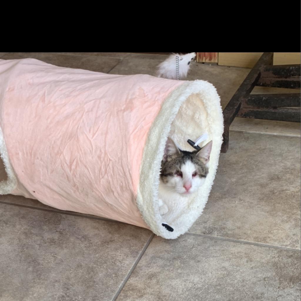 Draco, a Adoptable Domestic Short Hair in West Islip, NY image 2/4