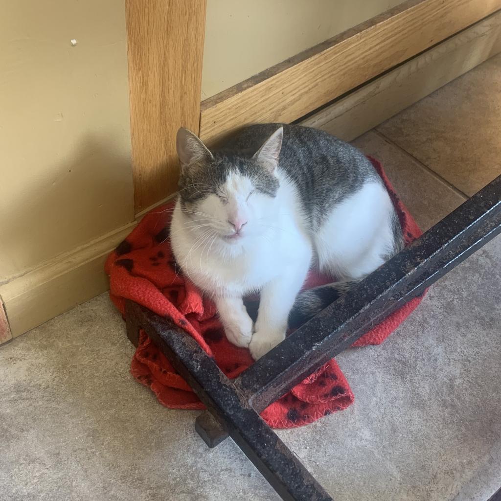 Draco, a Adoptable Domestic Short Hair in West Islip, NY image 3/4