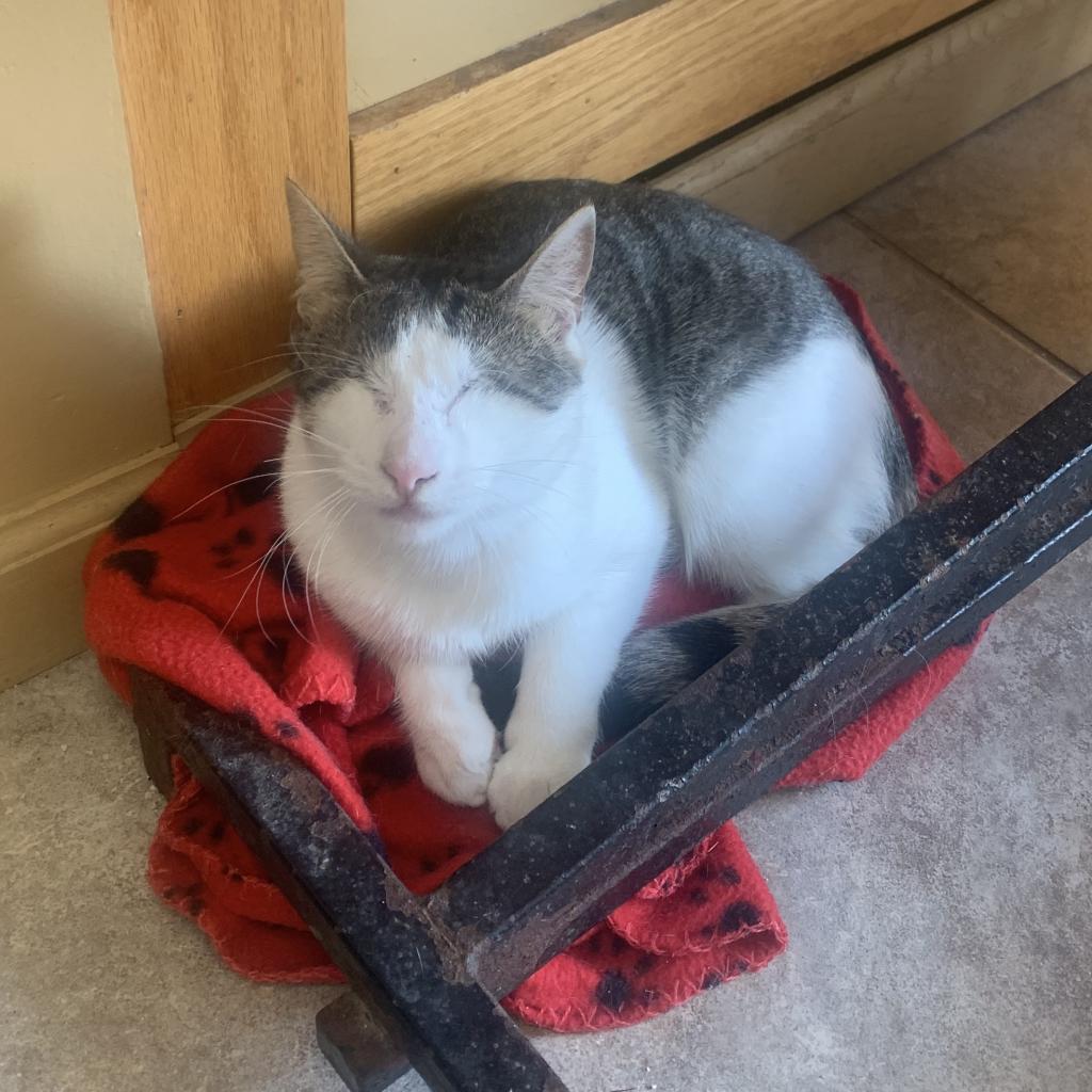 Draco, a Adoptable Domestic Short Hair in West Islip, NY image 4/4