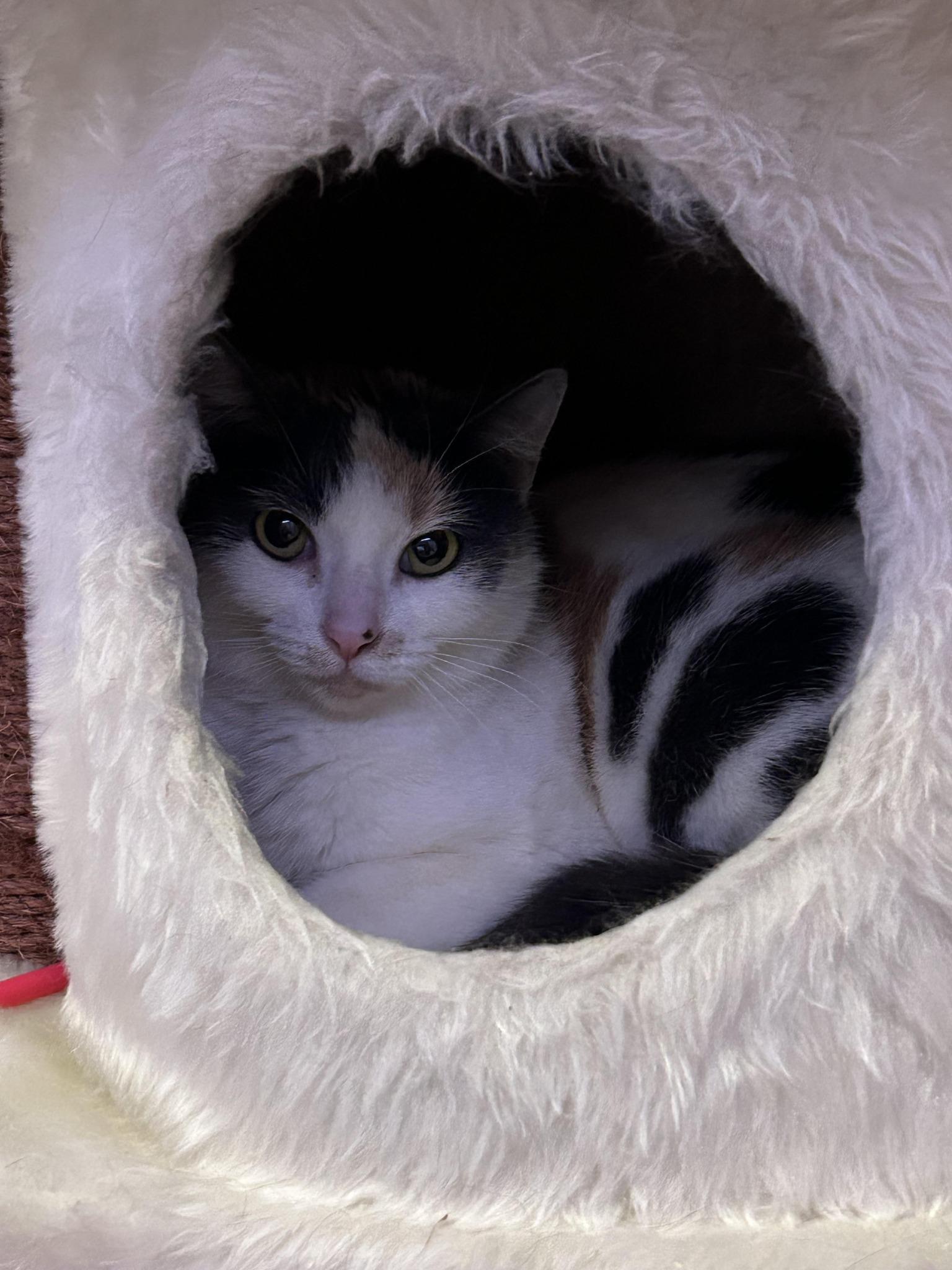Enlarge Ivy, a ADOPTABLE Calico in BURNABY, BC image 2/2