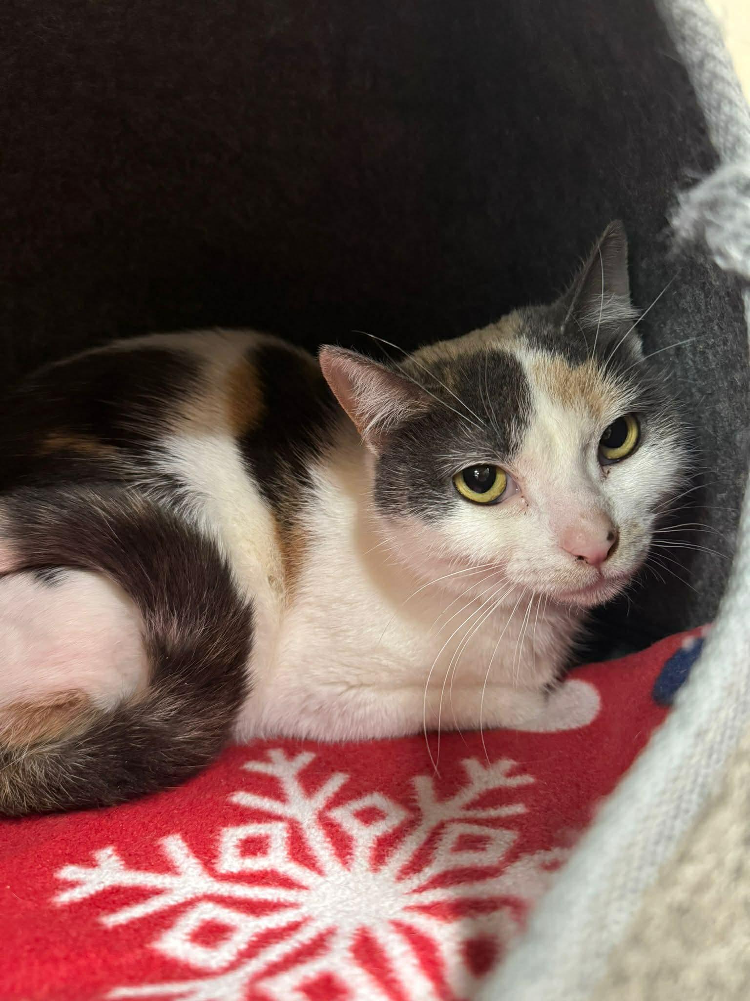 Enlarge Ivy, a ADOPTABLE Calico in BURNABY, BC image 1/2