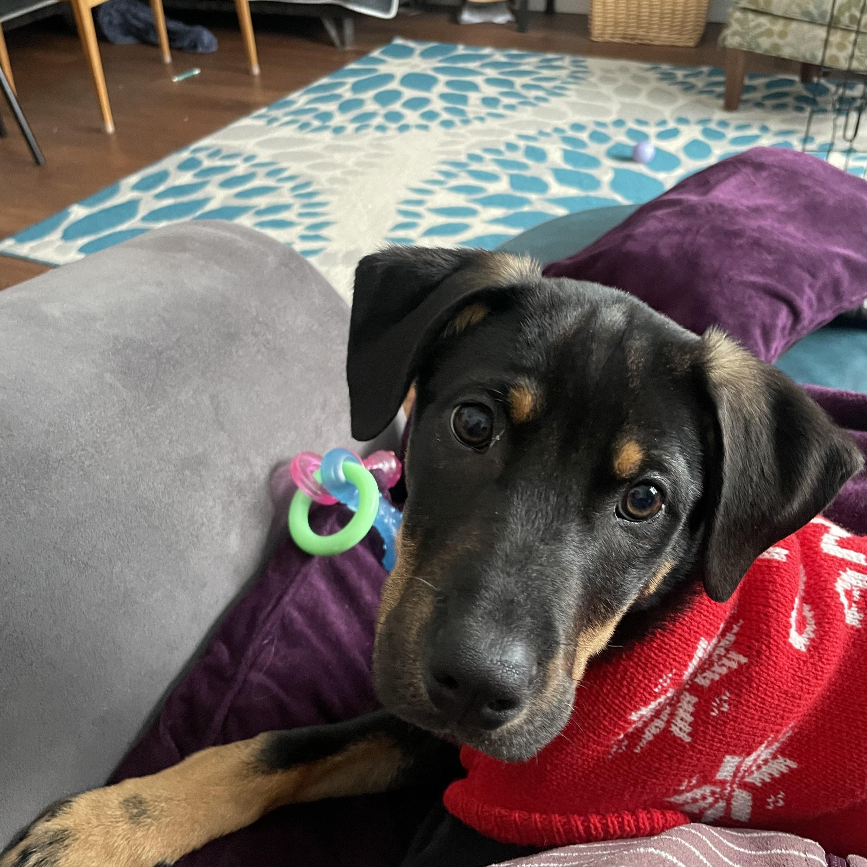 Enlarge Oscar Pending Adoption, a Adoptable mixed breed in South Portland, ME image 3/6