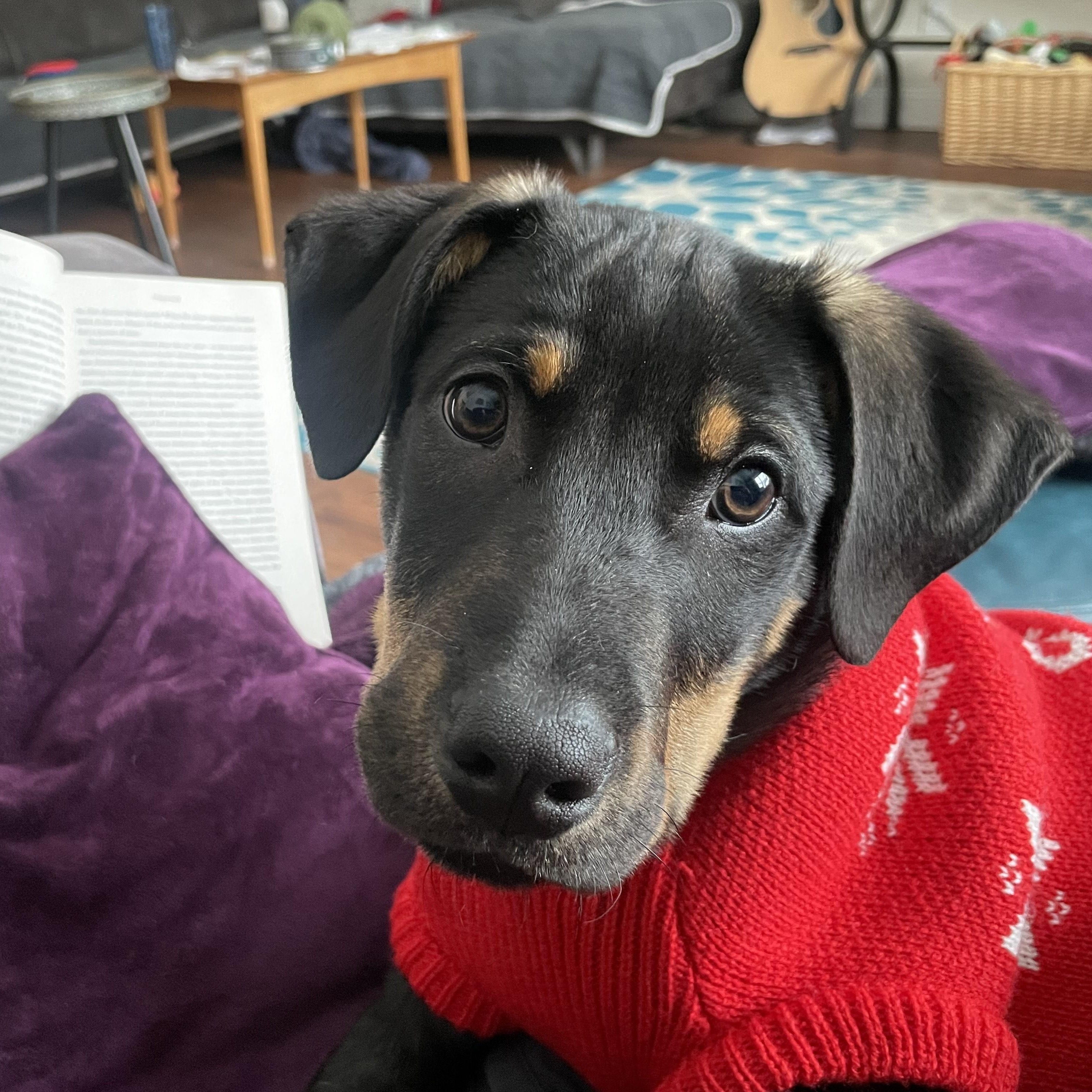 Oscar IN MAINE, Adoptable, Puppy Male Australian Cattle Dog / Blue Heeler & Labrador Retriever.