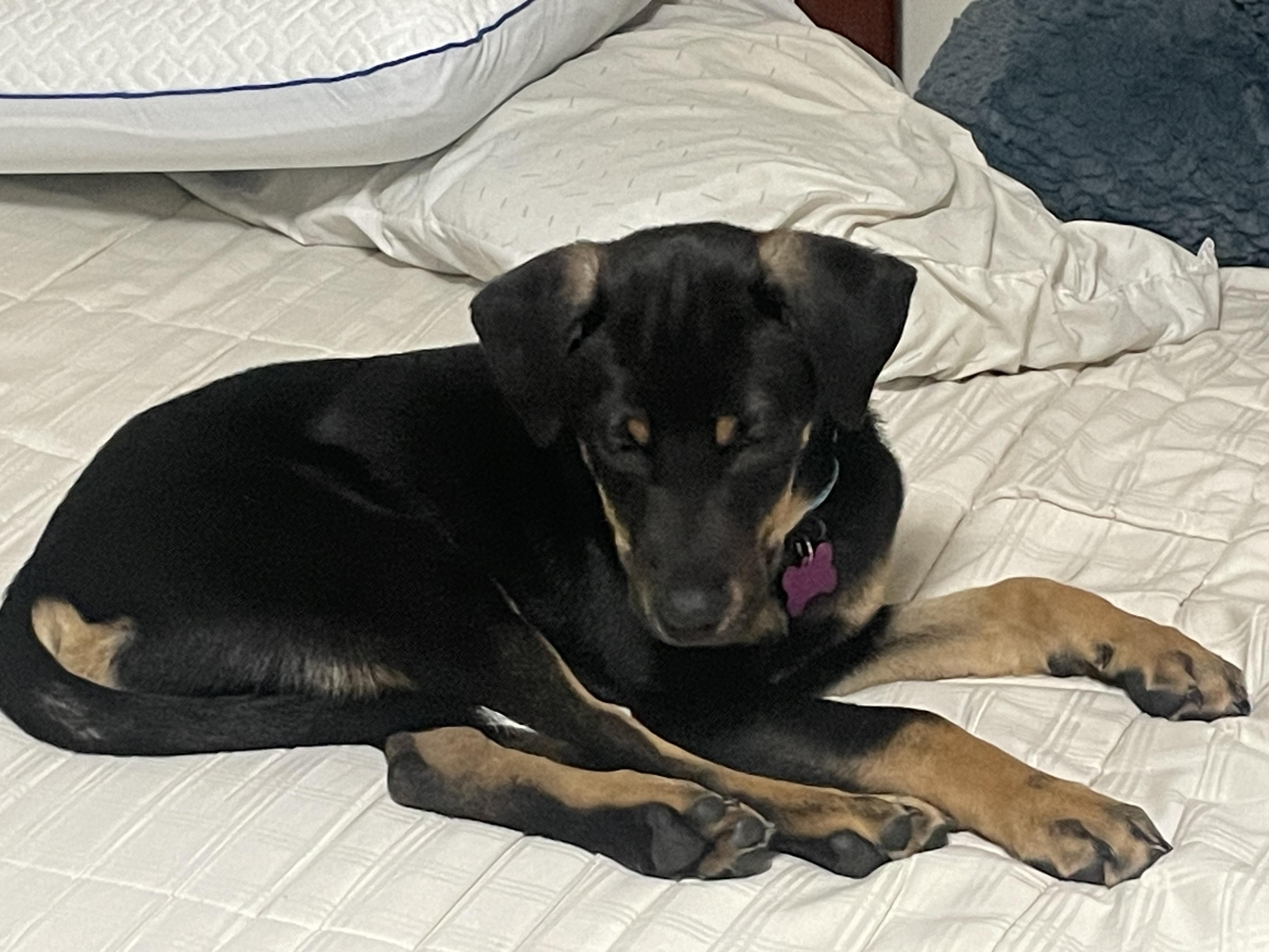 Enlarge Oscar Pending Adoption, a Adoptable mixed breed in South Portland, ME image 6/6