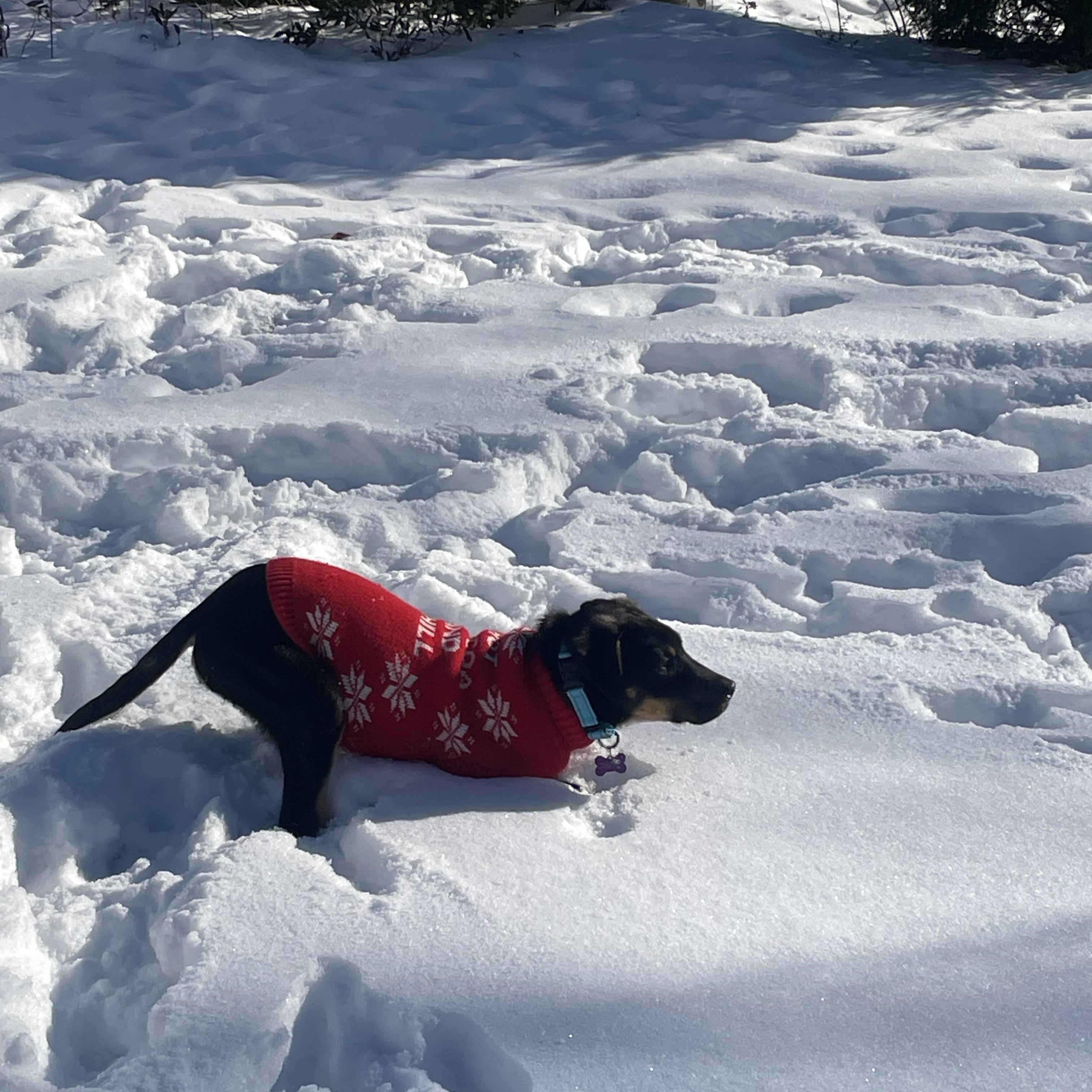 Enlarge Oscar Pending Adoption, a Adoptable mixed breed in South Portland, ME image 2/6