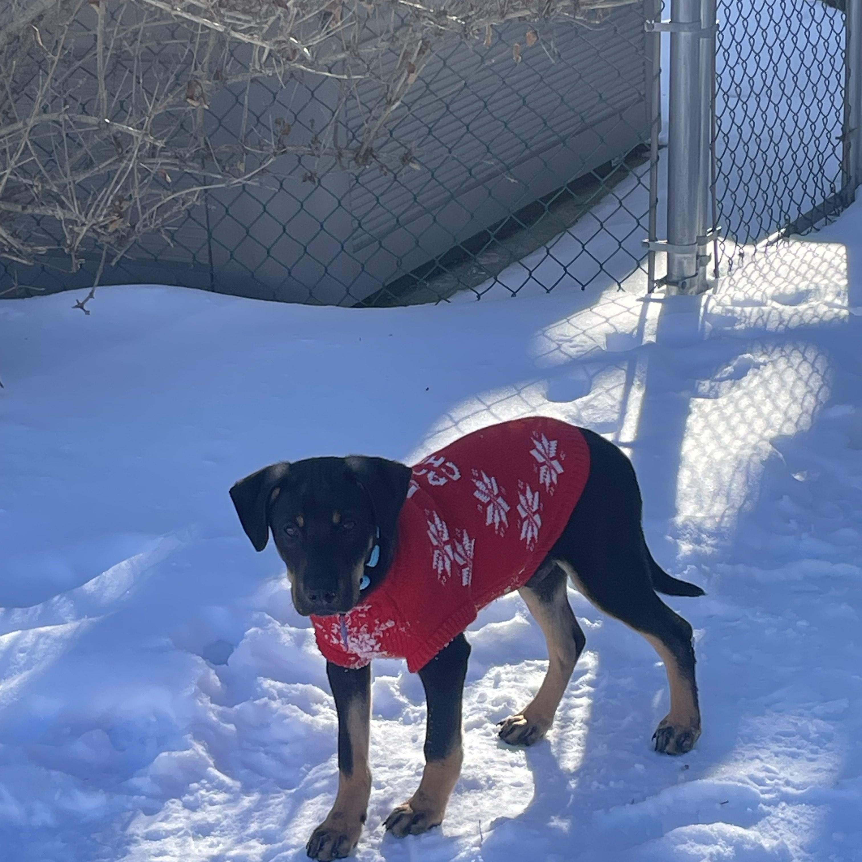 Enlarge Oscar Pending Adoption, a Adoptable mixed breed in South Portland, ME image 4/6