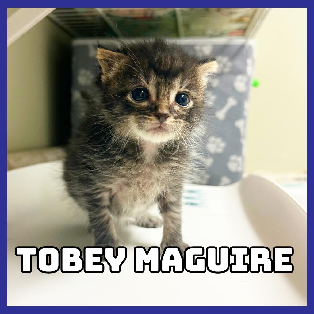 Enlarge Tobey Maguire, a Adoptable Domestic Short Hair in Glenwood, MN image 1/2