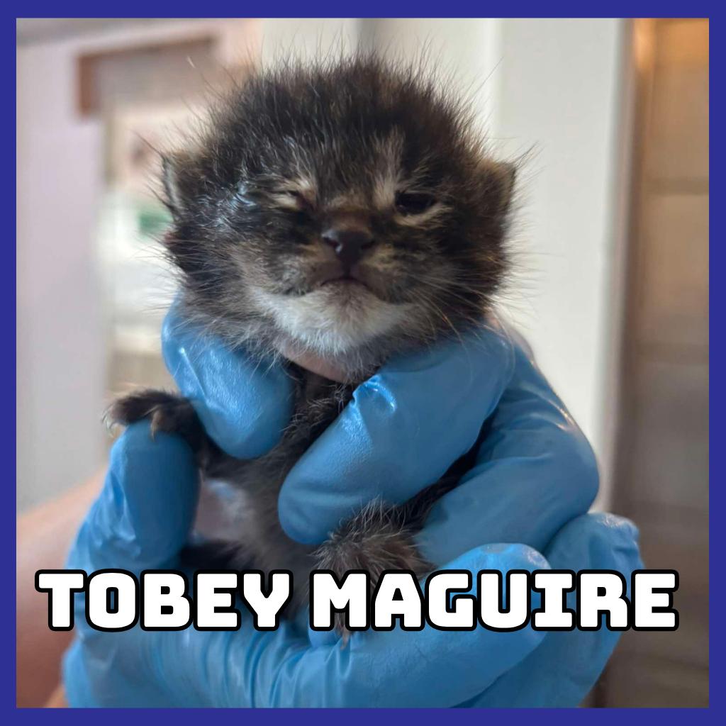 Tobey Maguire, Adoptable, Kitten Male Domestic Short Hair.