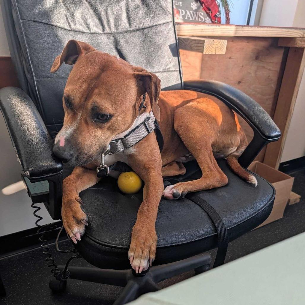 Enlarge Aiden, a Adoptable mixed breed in Dover, NH image 1/3