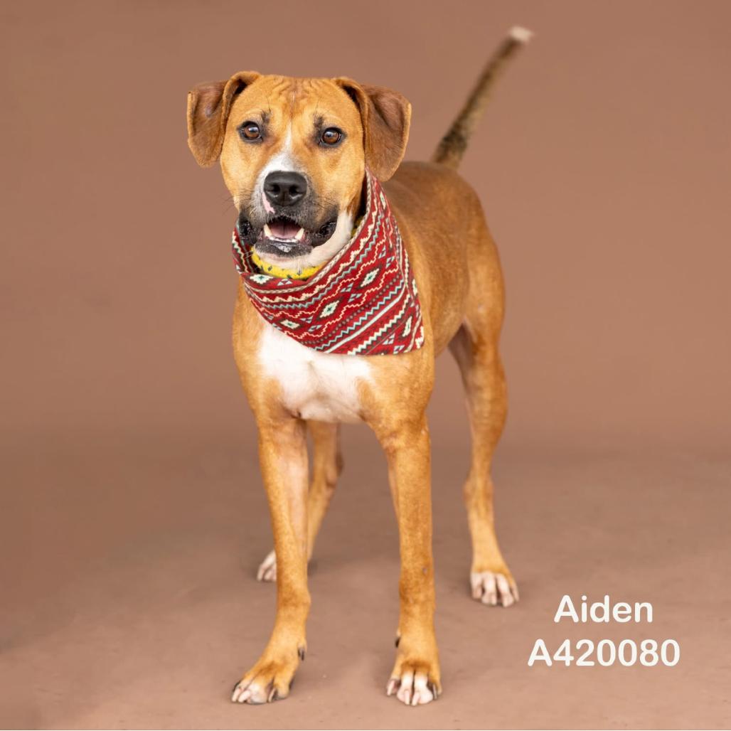 Enlarge Aiden, a Adoptable mixed breed in Dover, NH image 2/3