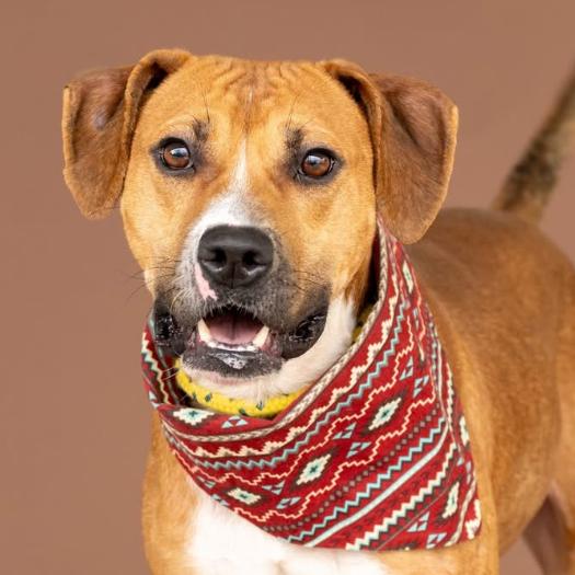 Enlarge Aiden, a Adoptable mixed breed in Dover, NH image 3/3
