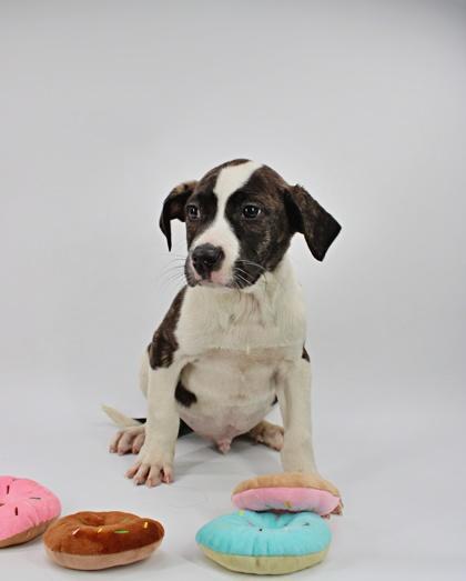 Harold — thumbnail 2