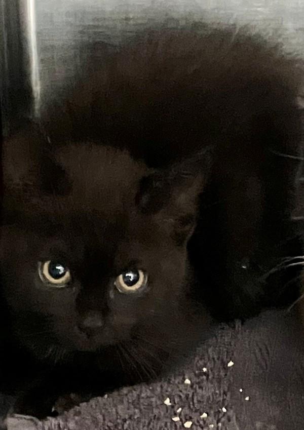 Udon, Adoptable, Kitten Female Domestic Short Hair.