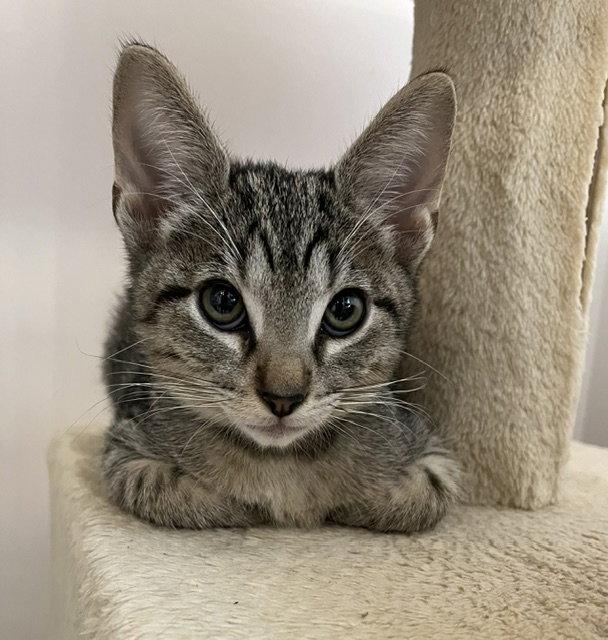 Kitten Yoshi, Adopted, Kitten Male Domestic Short Hair.