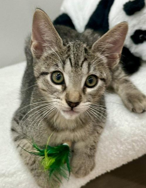 Enlarge Kitten Yoshi, a Adopted Domestic Short Hair in Seal Beach, CA image 2/3