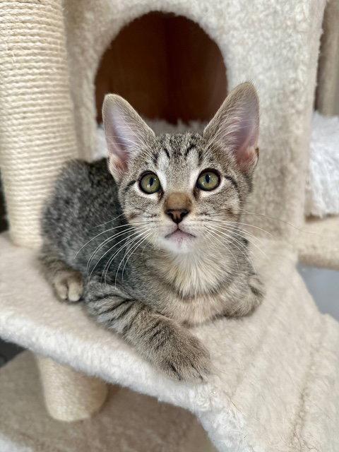 Enlarge Kitten Yoshi, a Adopted Domestic Short Hair in Seal Beach, CA image 3/3