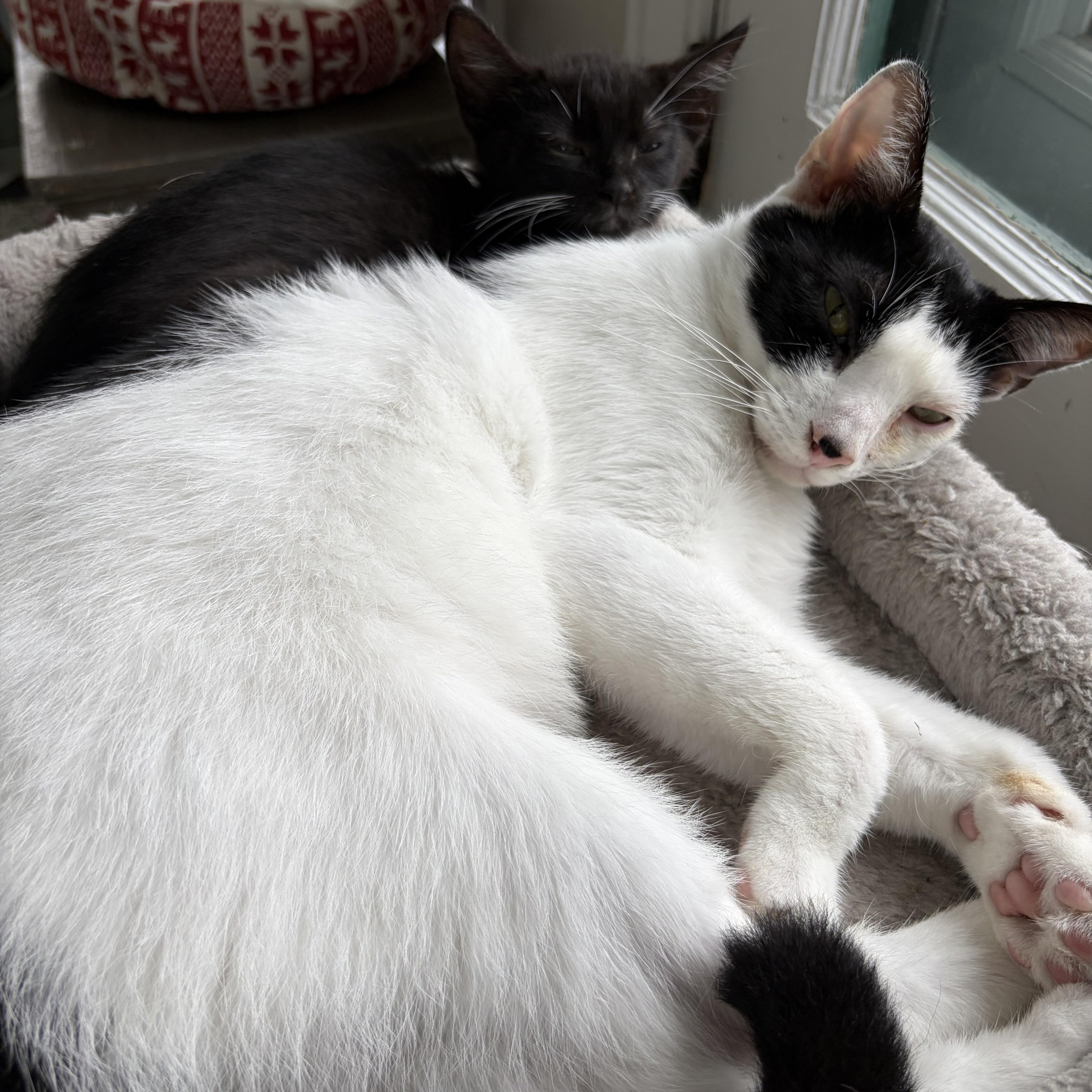 Enlarge Kenny Rogers, a Adoptable mixed breed in East Amherst, NY image 4/4