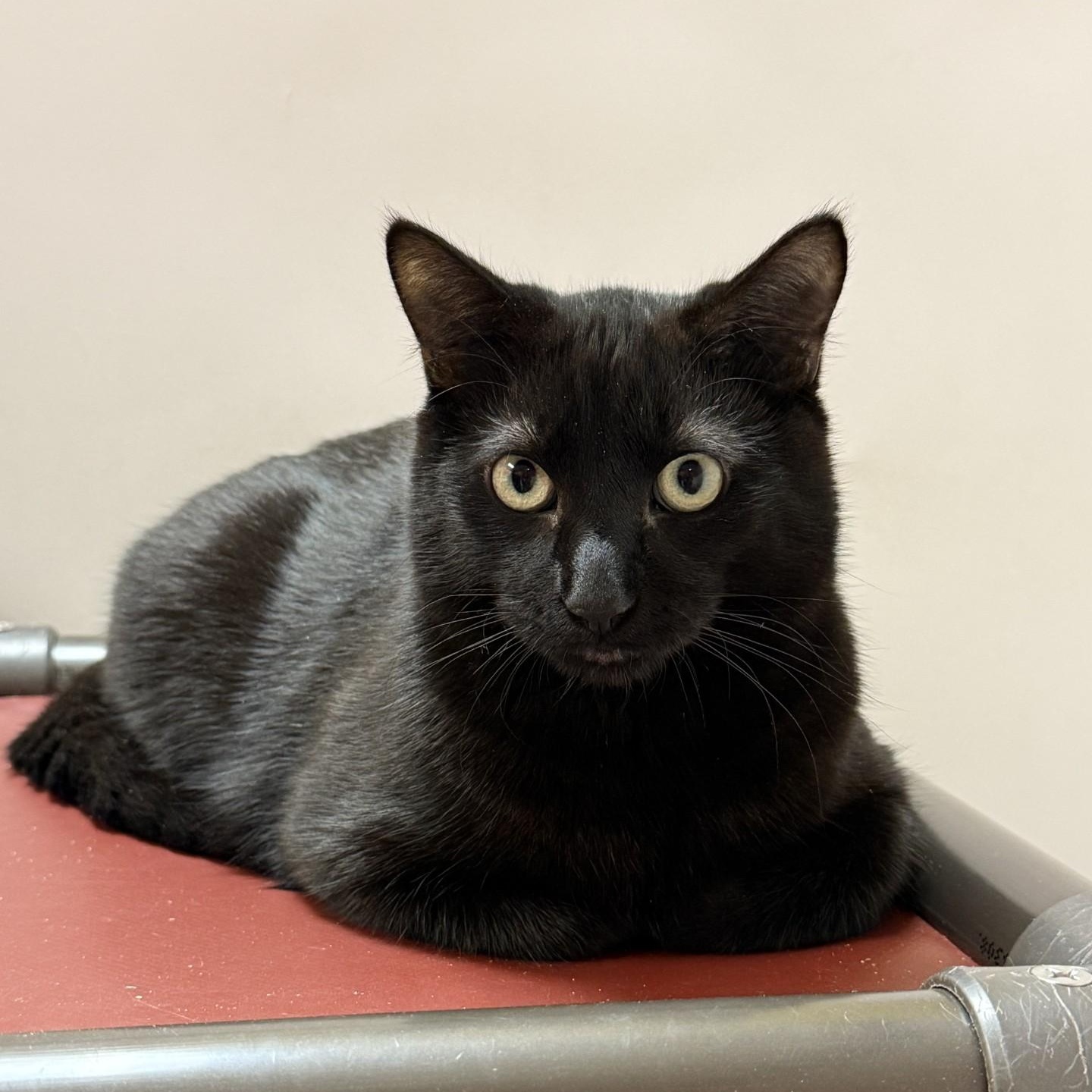 Manhattan, ADOPTABLE, Young Male Domestic Medium Hair.