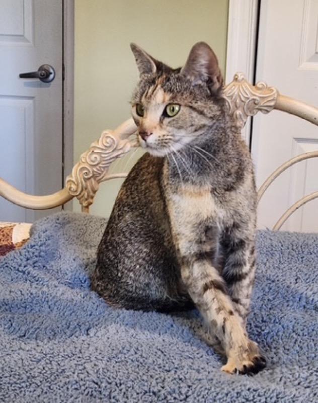 Enlarge Franny, a ADOPTABLE Domestic Short Hair in Alexandria, VA image 2/6