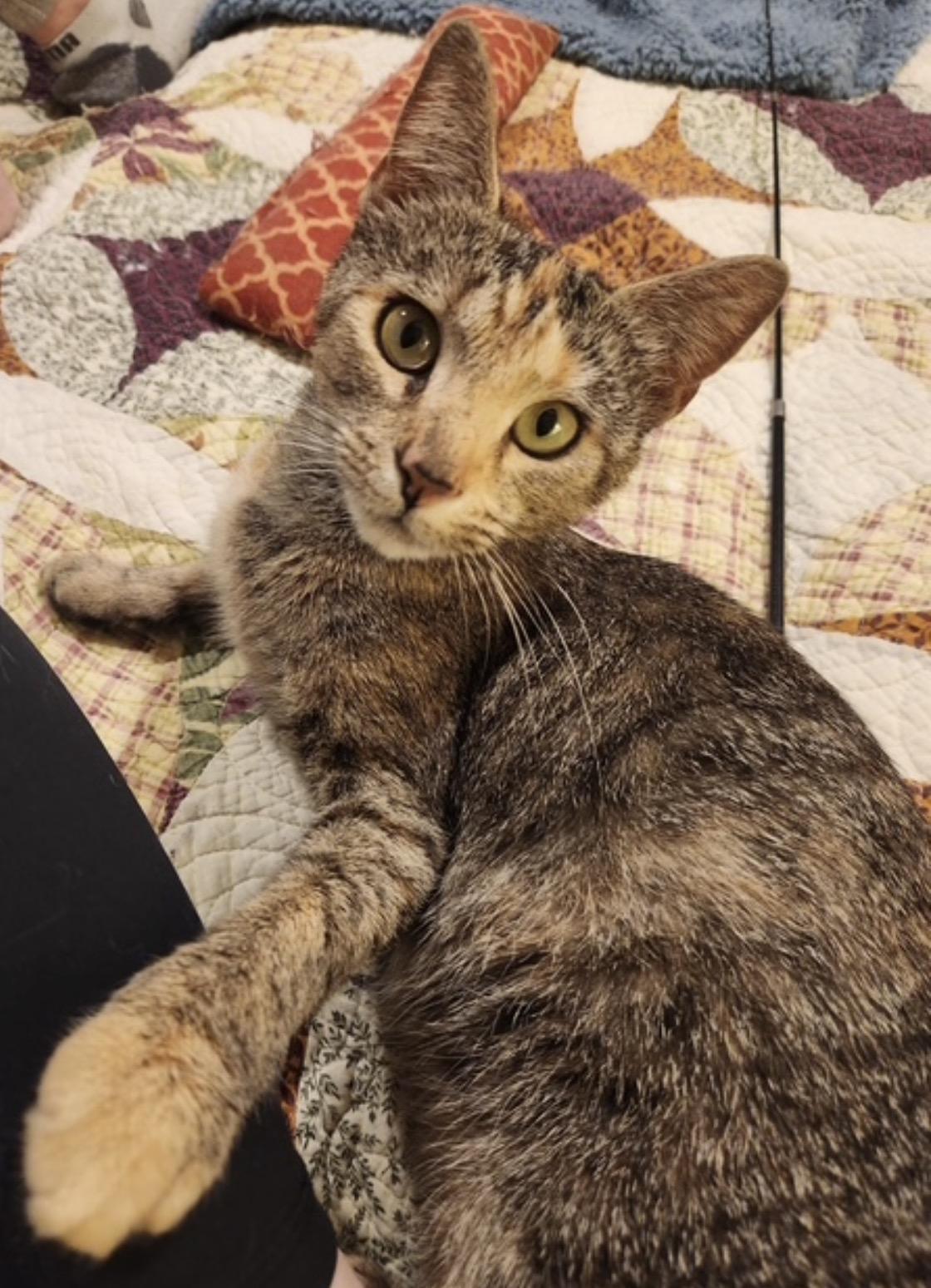 Franny, ADOPTABLE, Young Female Domestic Short Hair.
