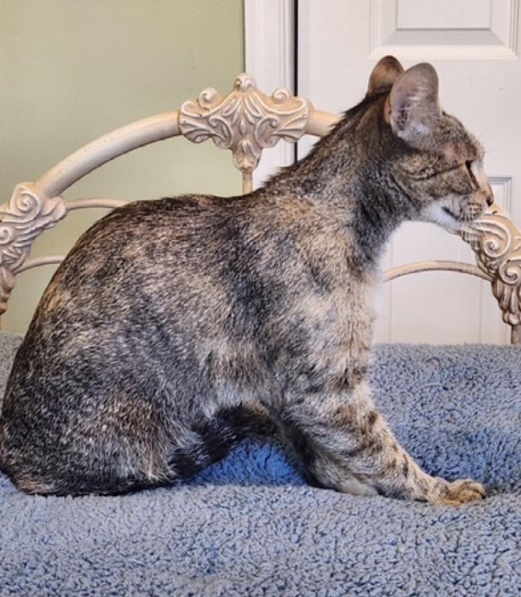 Enlarge Franny, a ADOPTABLE Domestic Short Hair in Alexandria, VA image 5/6