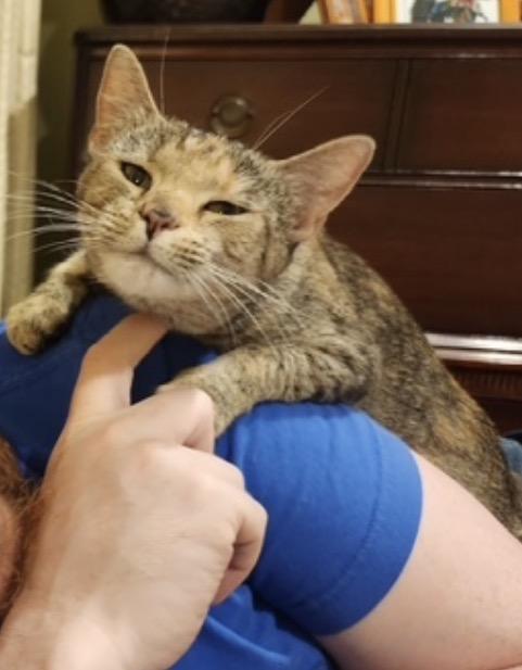 Enlarge Franny, a ADOPTABLE Domestic Short Hair in Alexandria, VA image 6/6