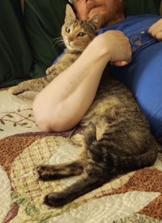 Enlarge Franny, a ADOPTABLE Domestic Short Hair in Alexandria, VA image 4/6