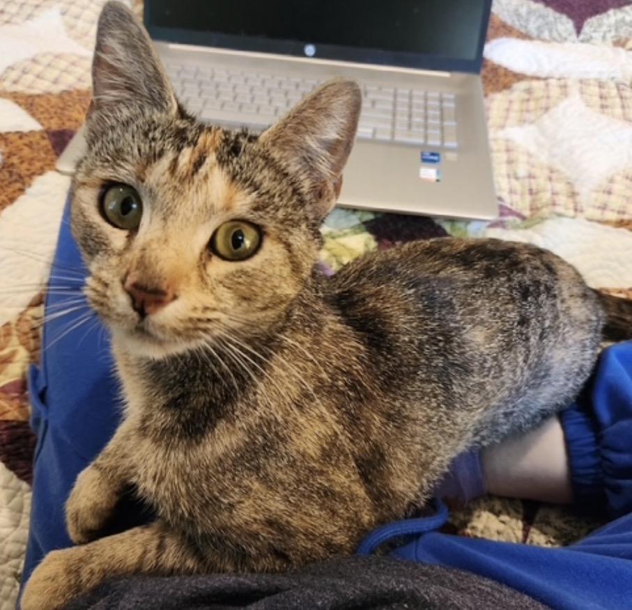 Enlarge Franny, a ADOPTABLE Domestic Short Hair in Alexandria, VA image 3/6