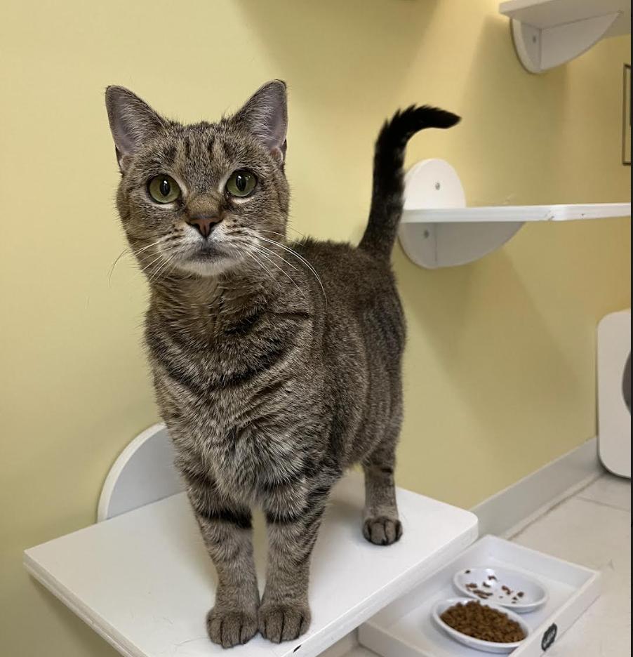 Waffles, Adult Female Domestic Short Hair