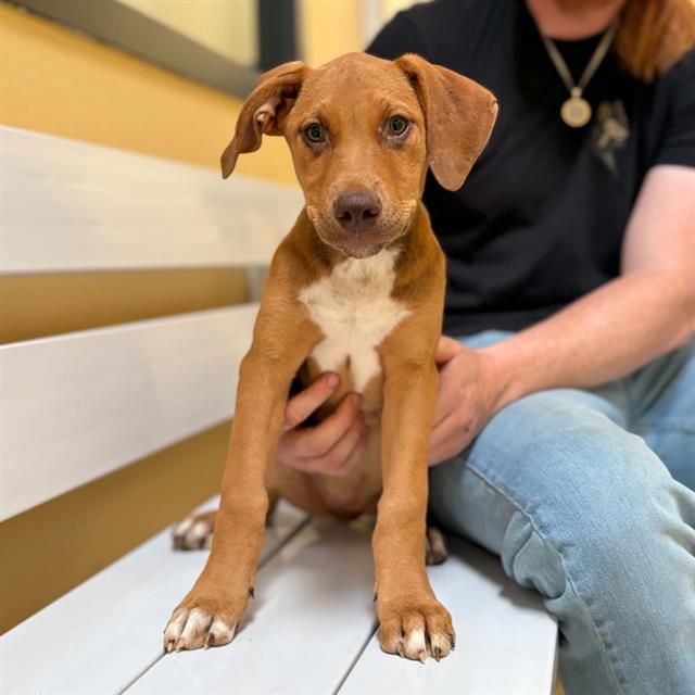 DAPHNE, Adoptable, Puppy Female Vizsla & Mixed Breed.
