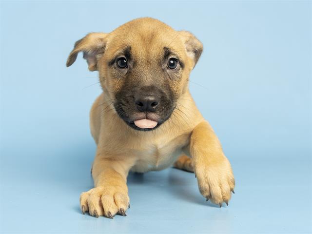 Enlarge BEAVIS, a Adoptable mixed breed in Phoenix, AZ image 1/1