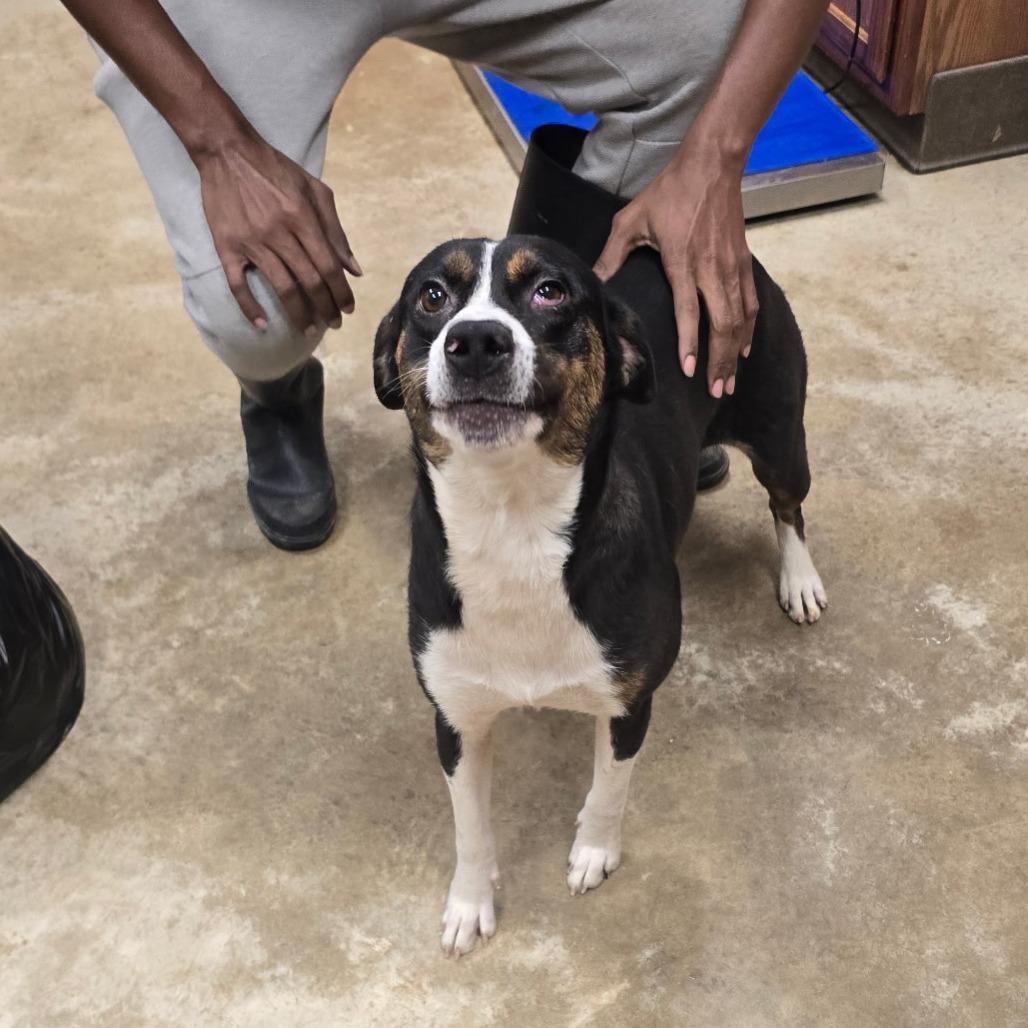 Gatzby - 052007U, Adoptable, Adult Female Australian Cattle Dog / Blue Heeler & Mixed Breed.