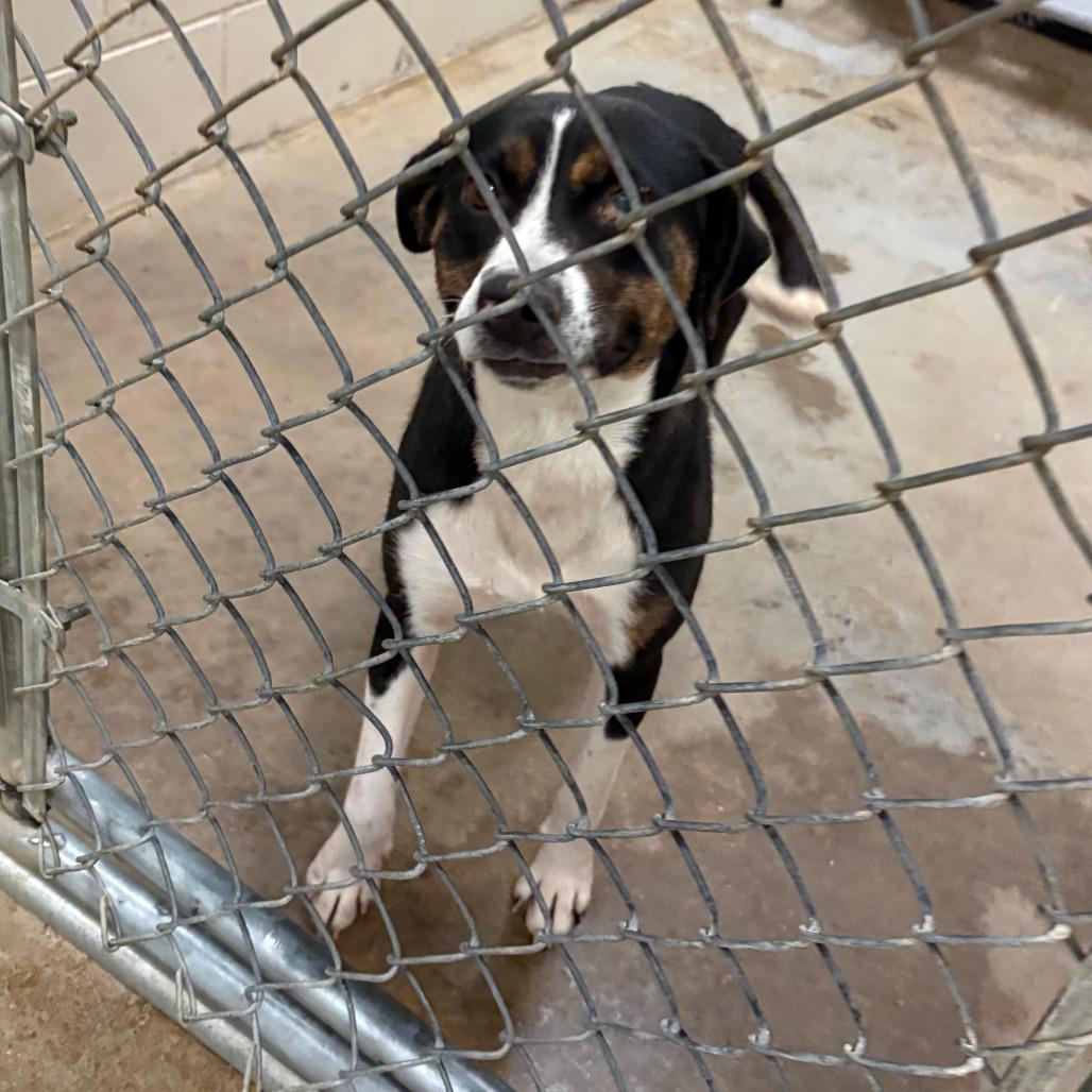 Gatzby - 052007U, a Adoptable mixed breed in Tupelo, MS image 3/3