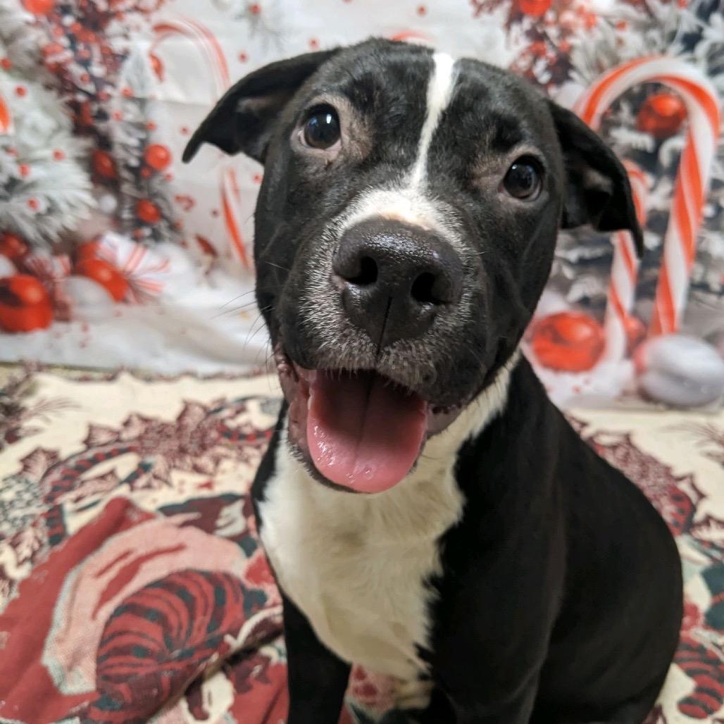 Farelli, a Adoptable mixed breed in Fargo, ND image 1/2