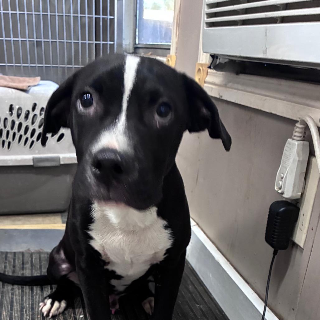 Farelli, a Adoptable mixed breed in Fargo, ND image 2/2